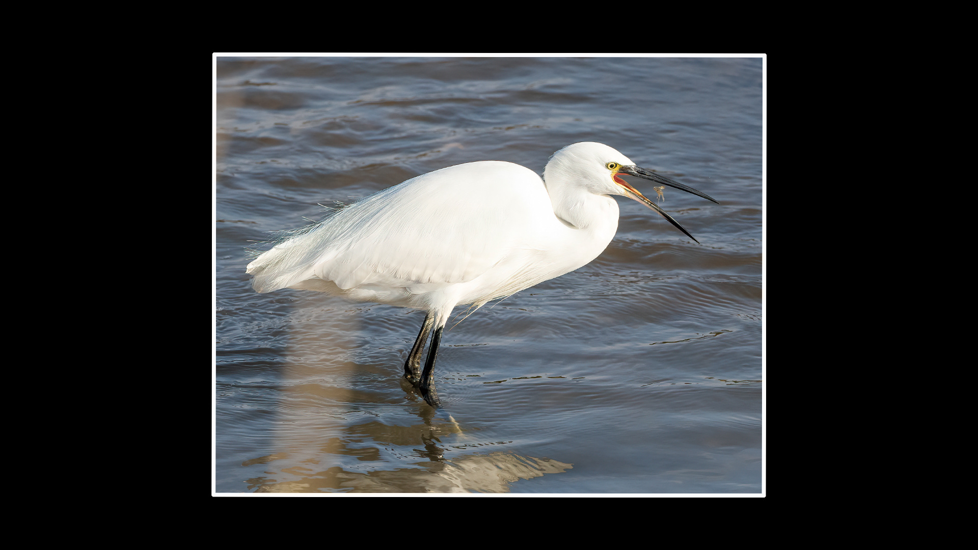 Little Egret