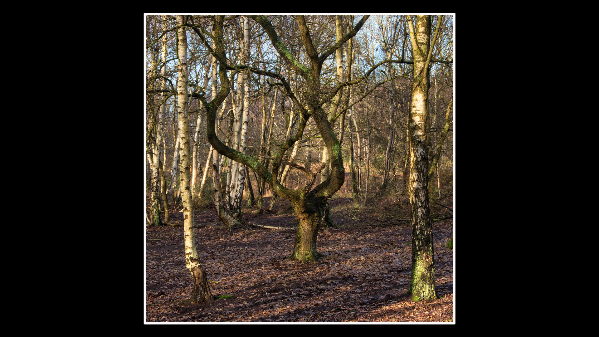 Dersingham - Railway Path
