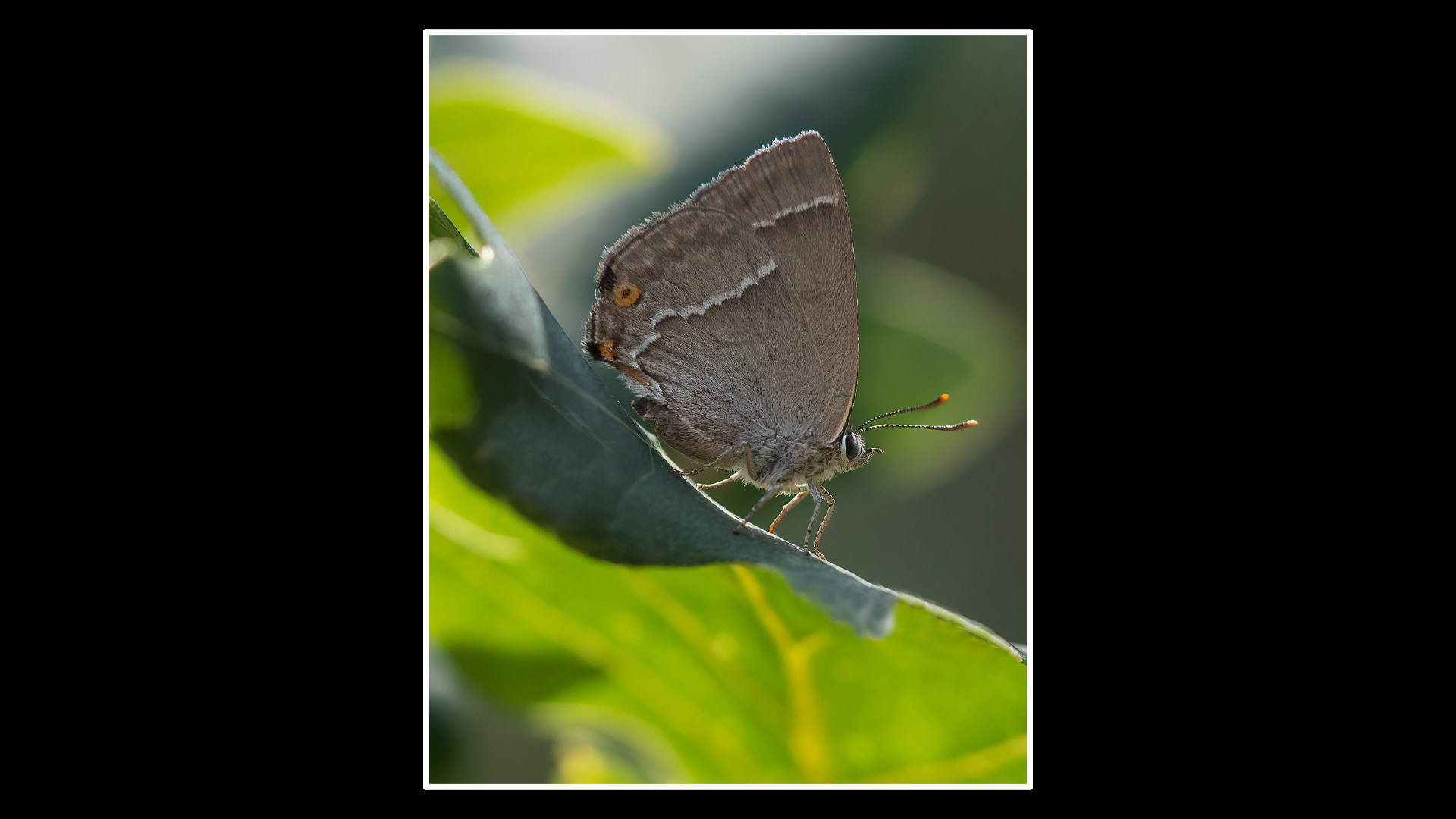 Purple Hairstreak