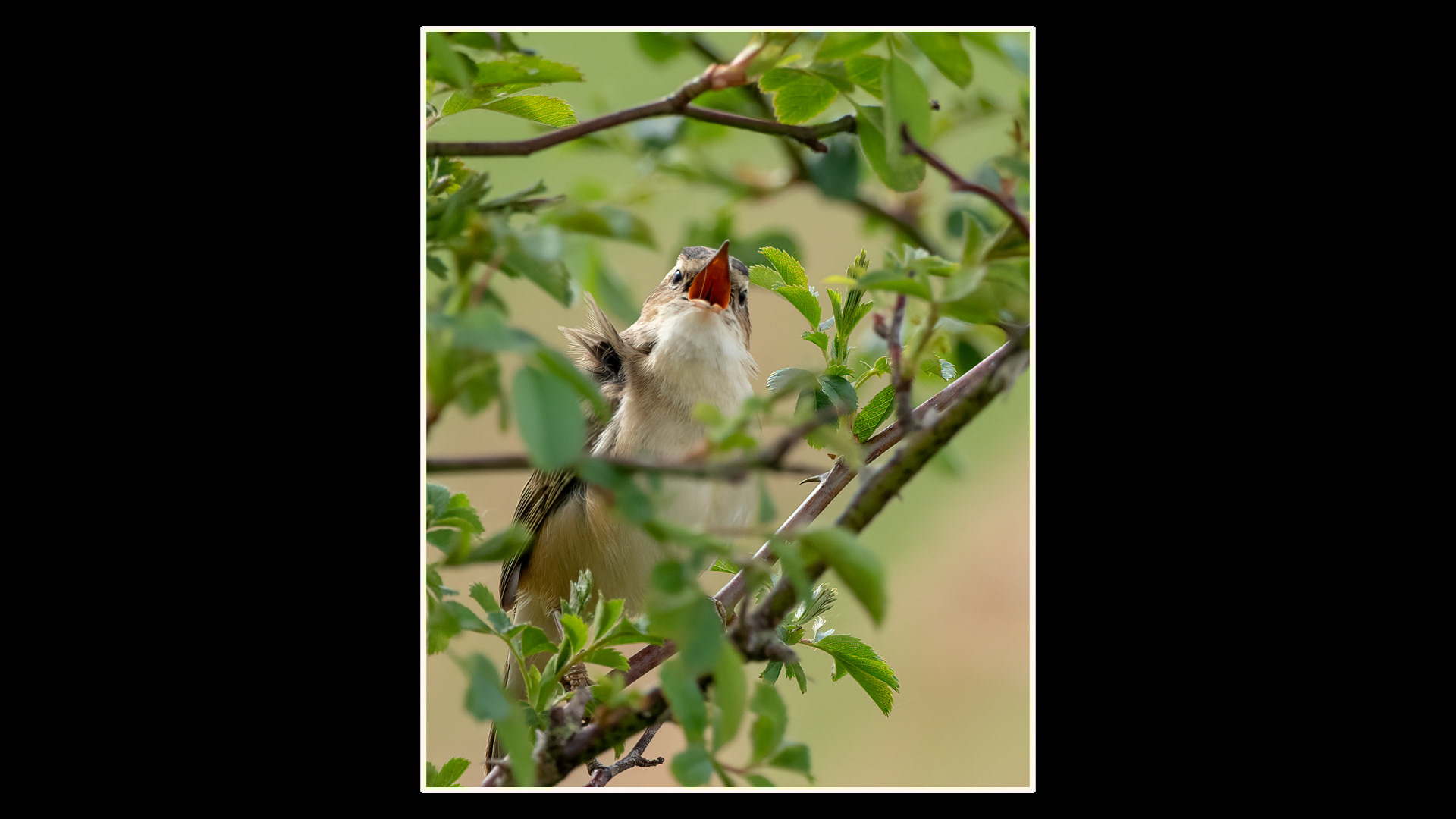 Sedge Warbler