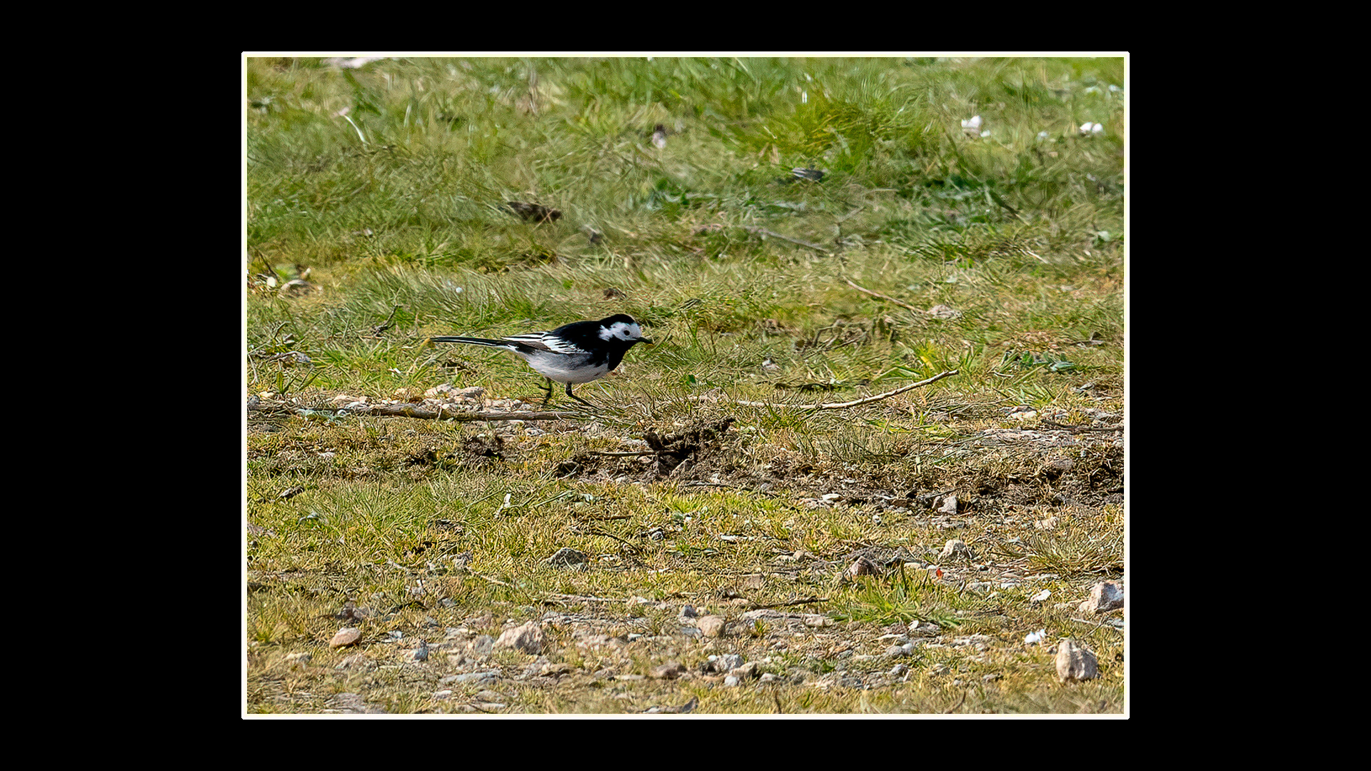 Wagtail