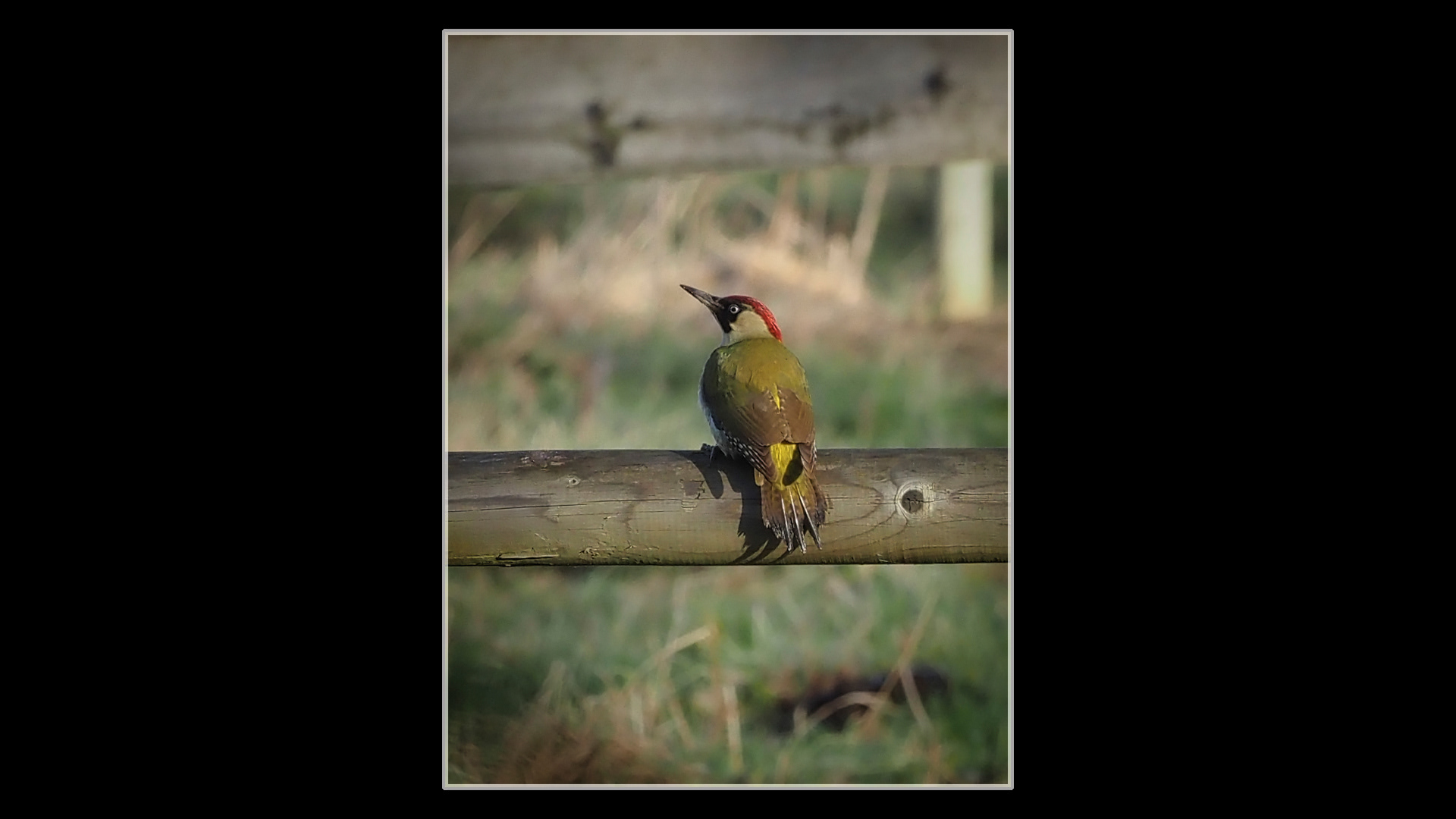 Green Woodpecker