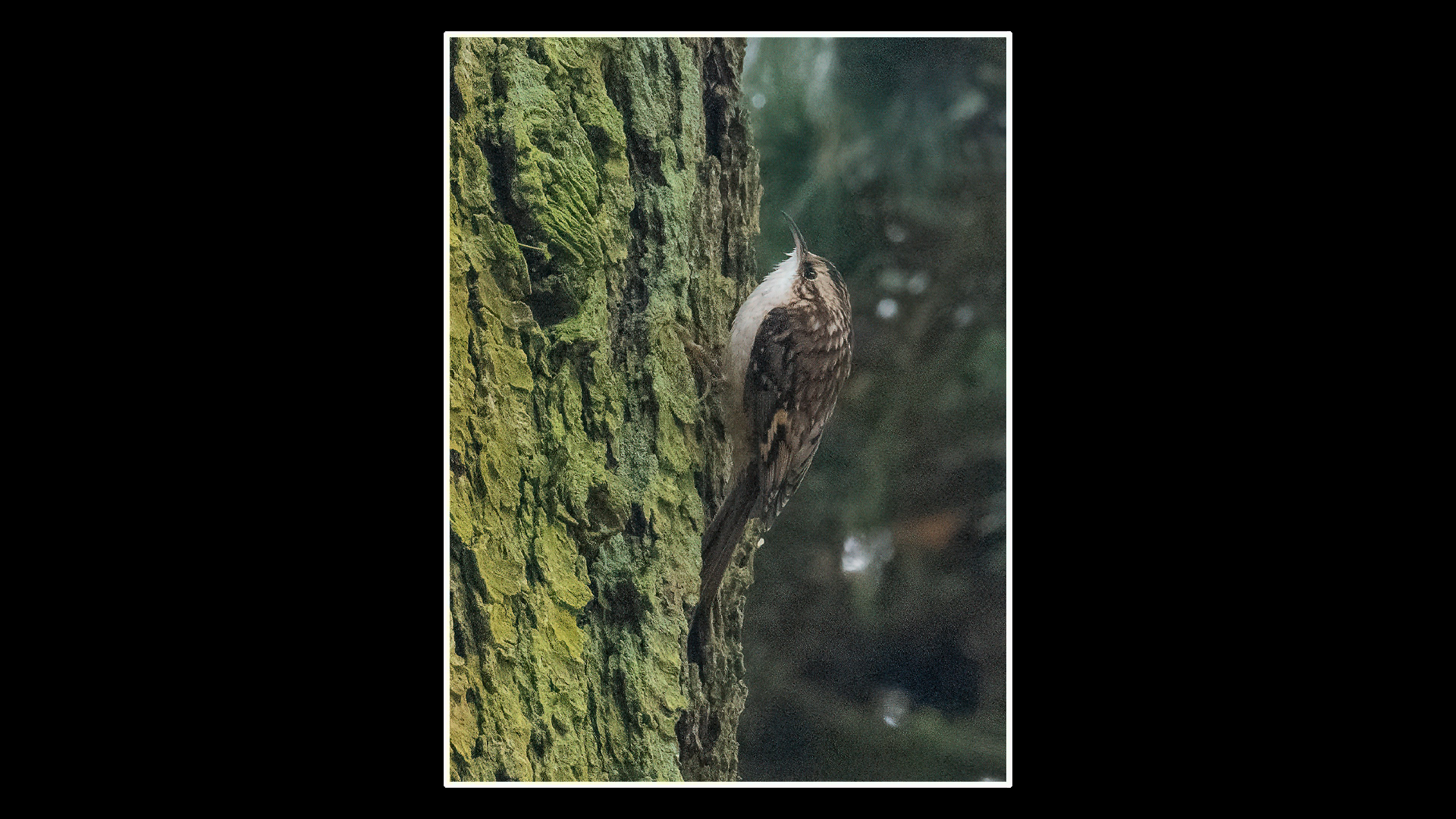 Tree Creeper