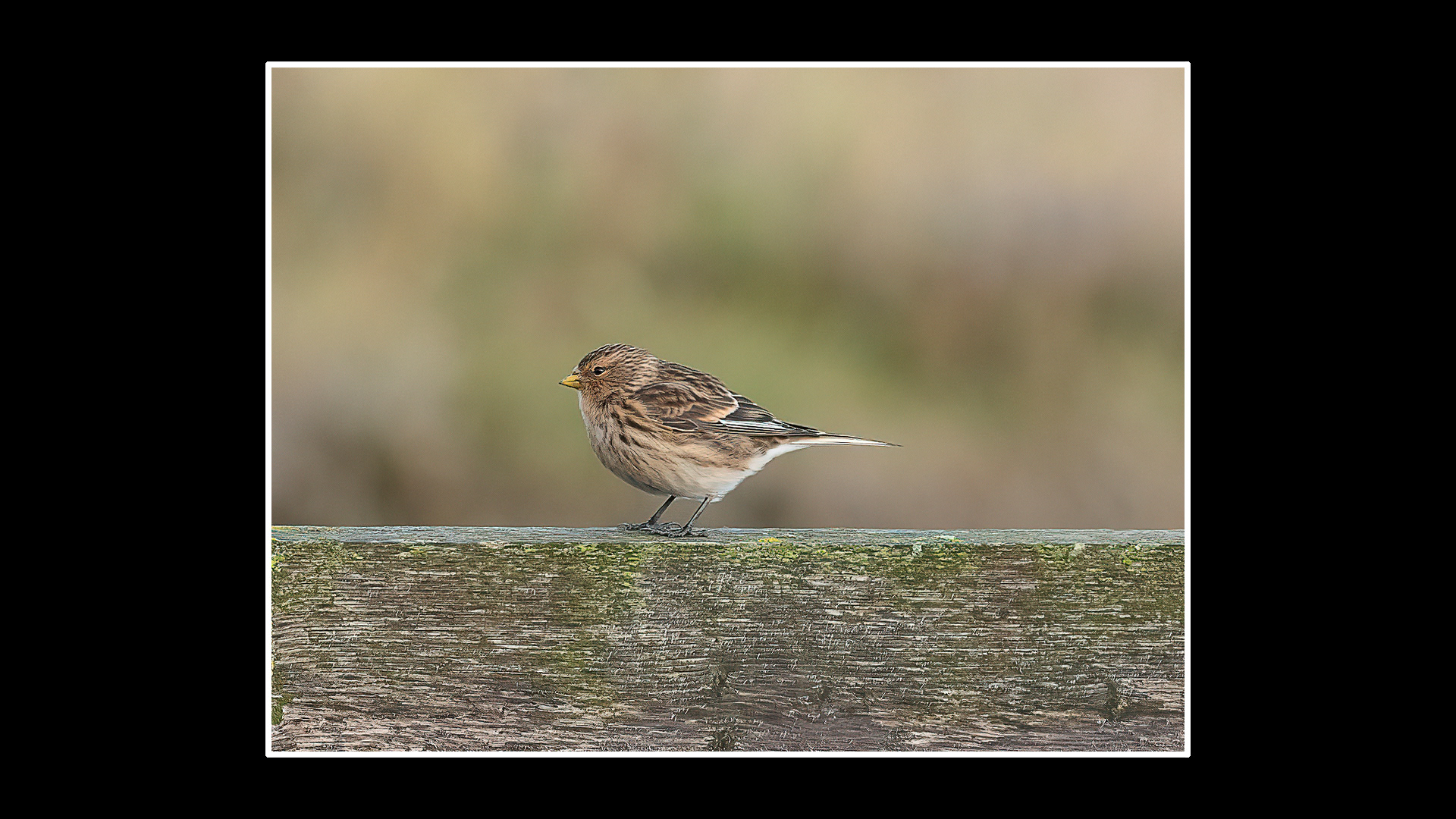Twite