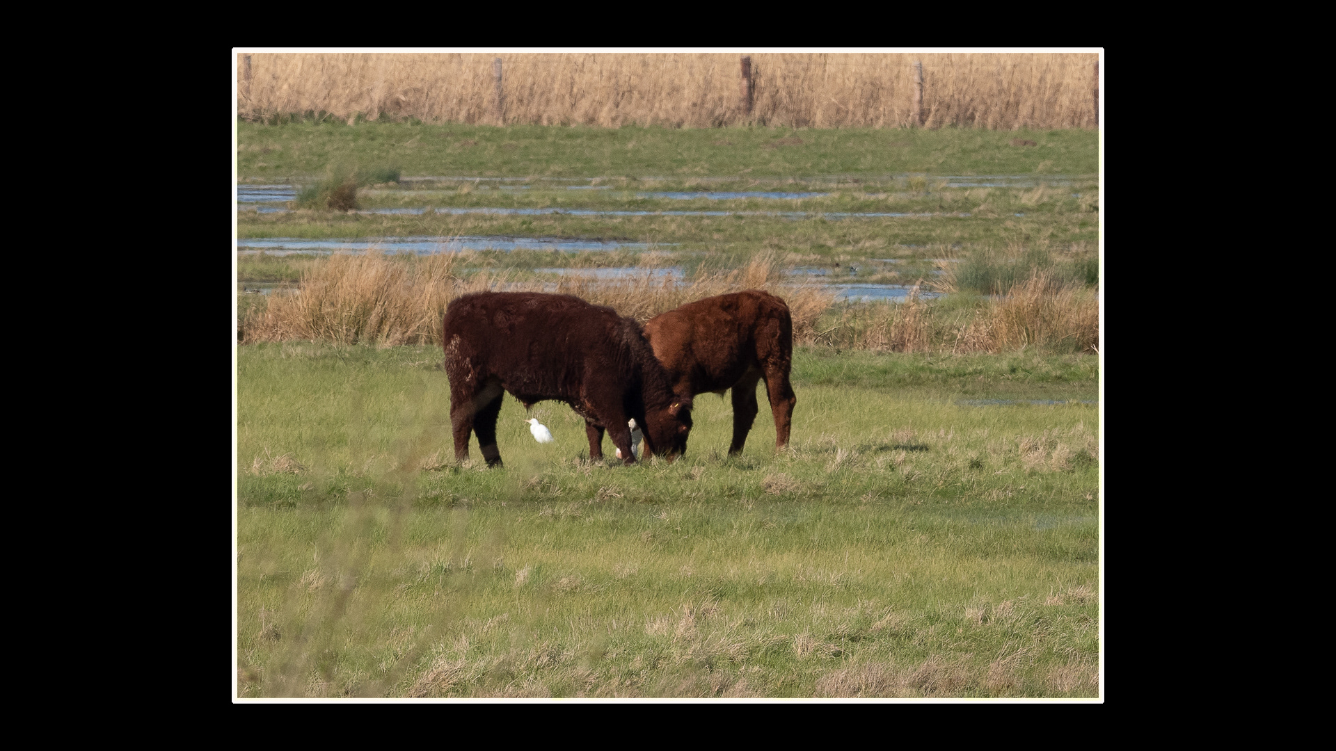 Cattle Egret