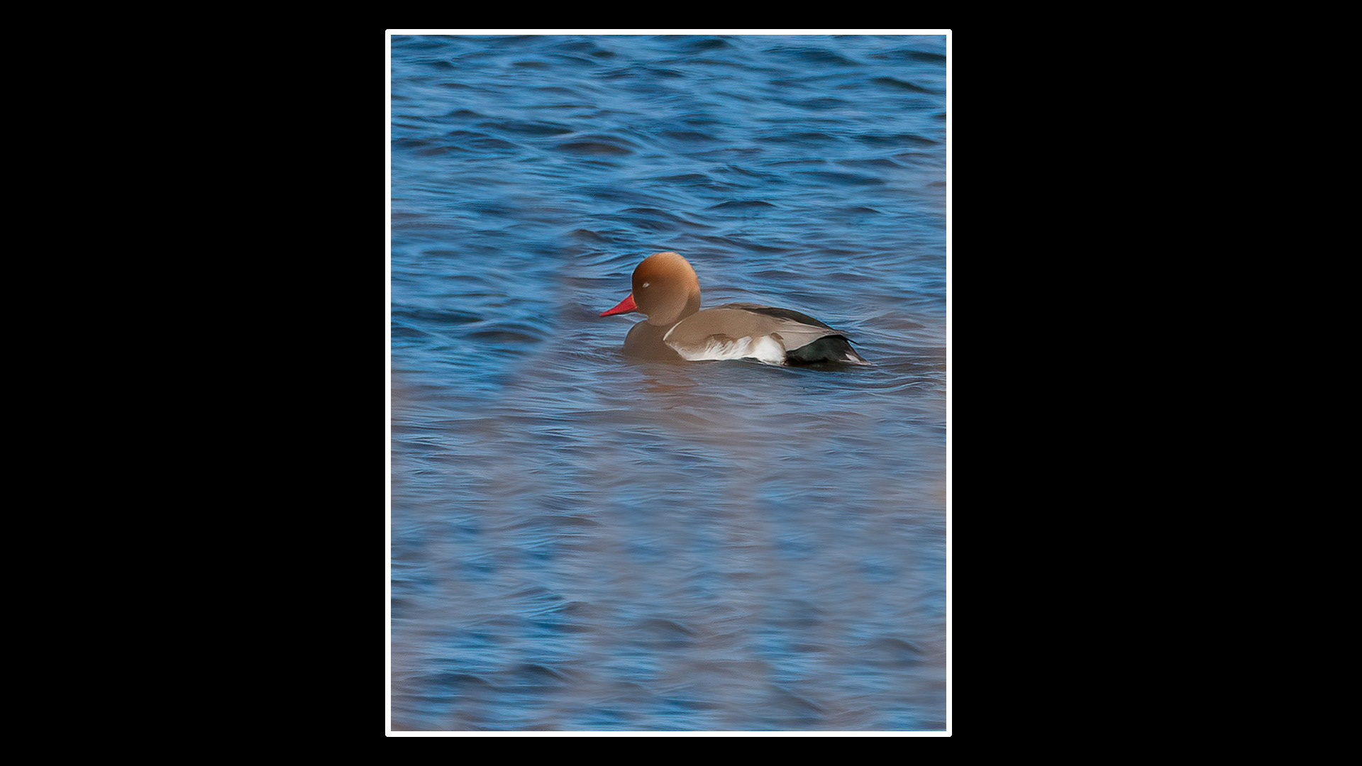 Red Crested Pochard