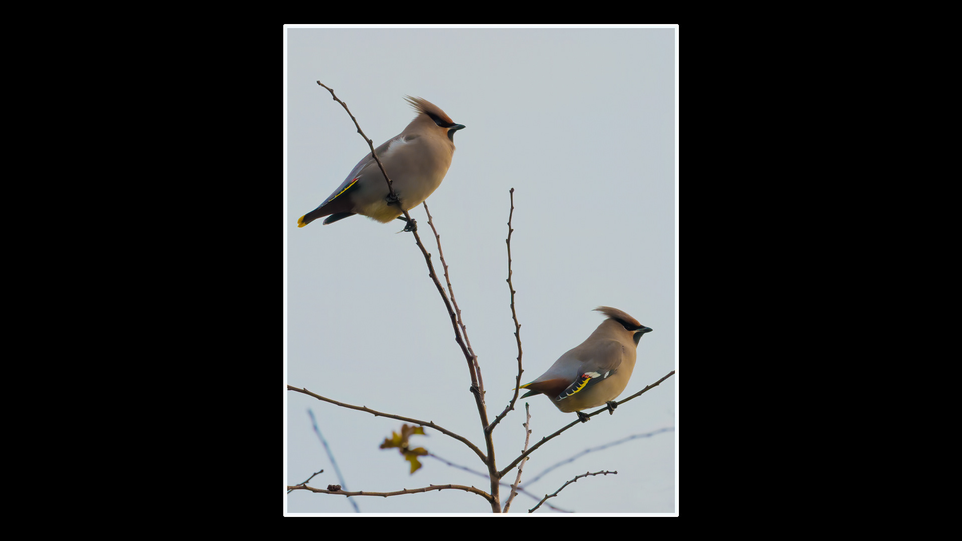 Waxwing
