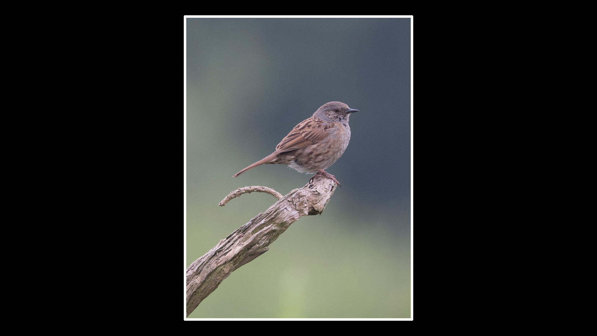 Dunnock