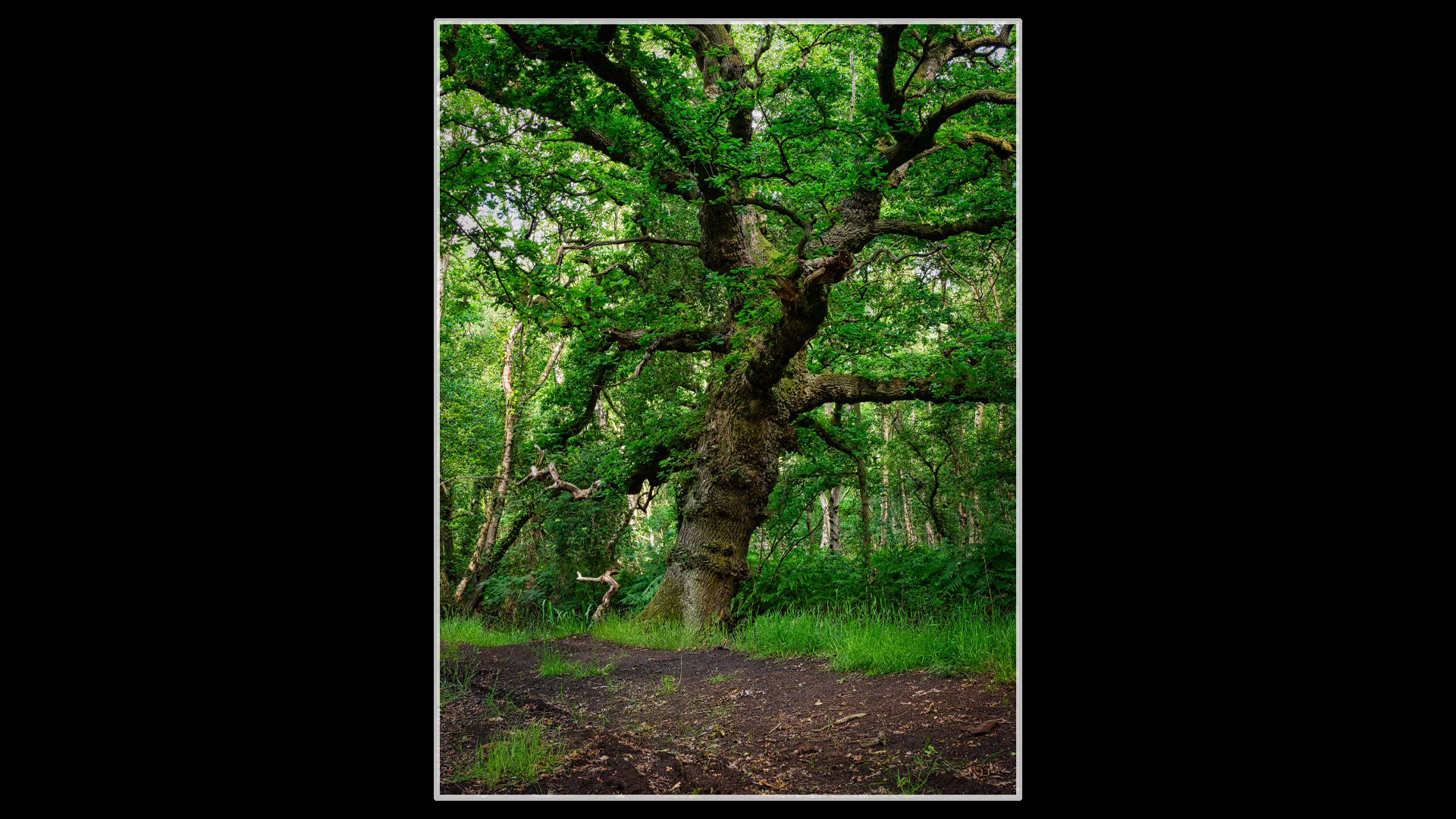 Old Oak