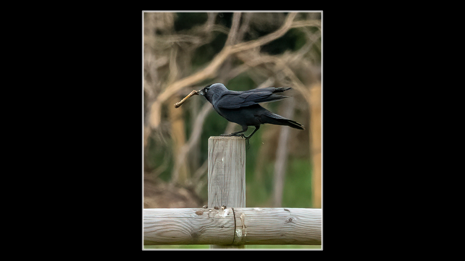 Jackdaw