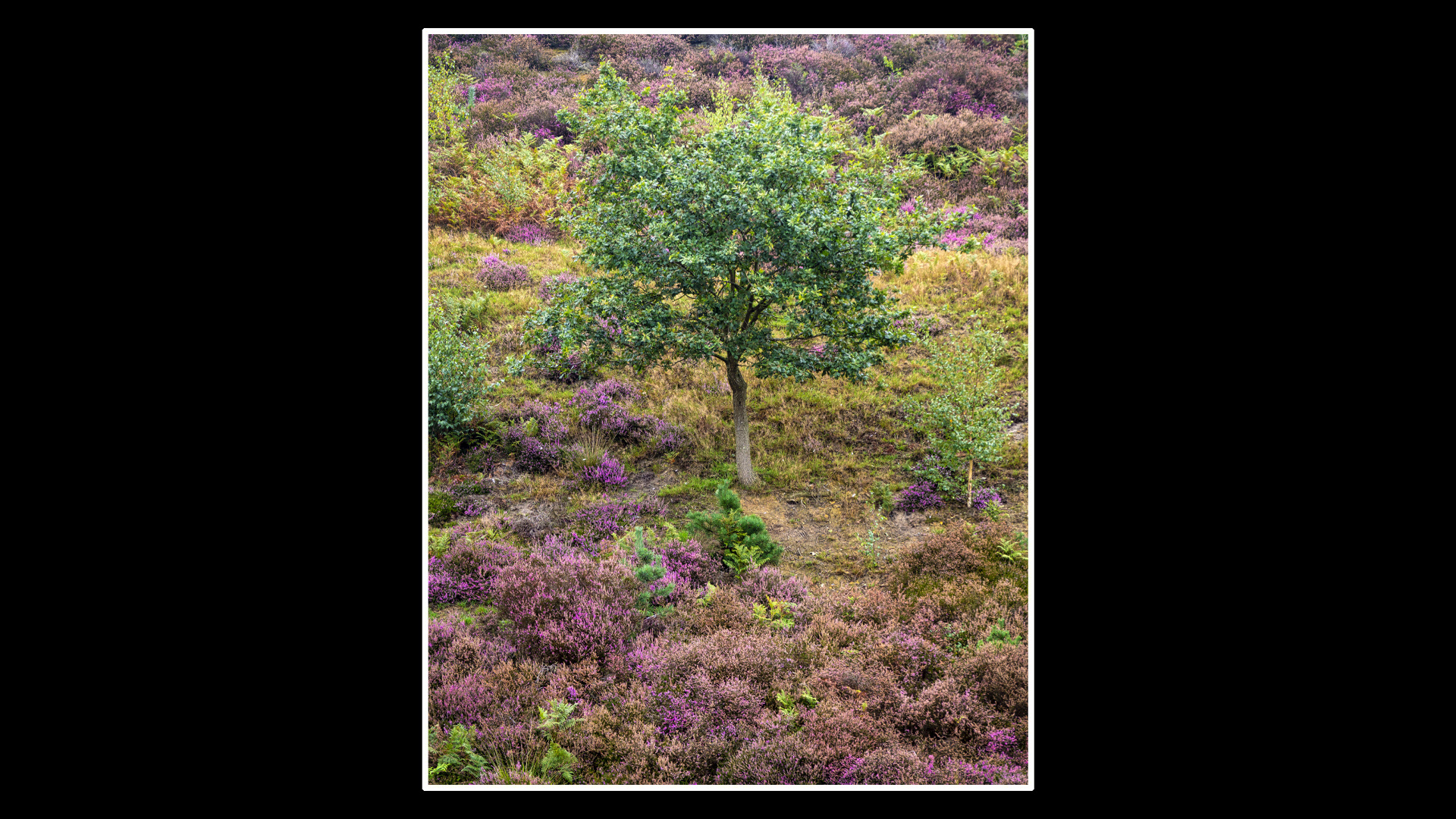 Oak in the Heather