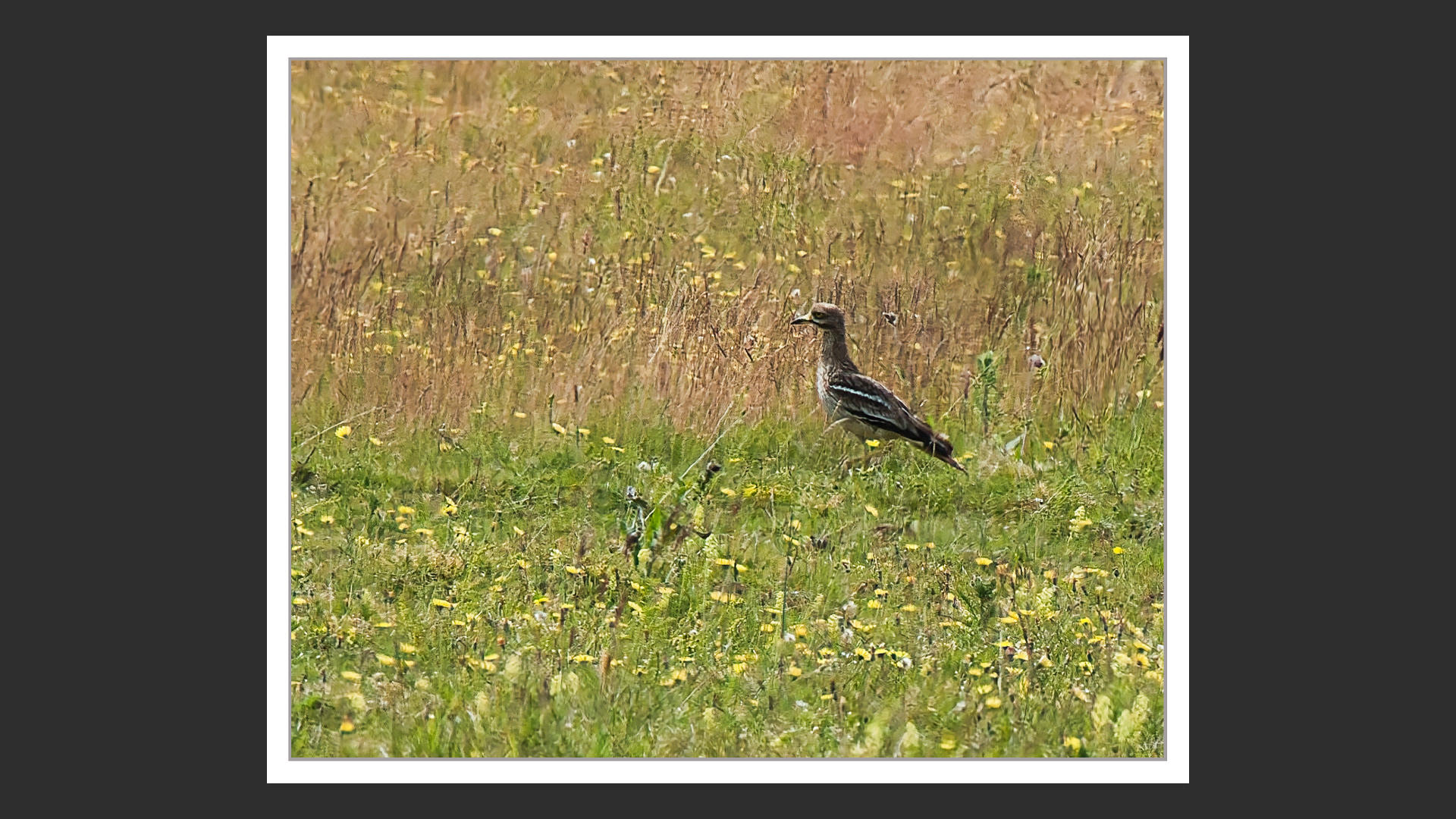 Stone Curlew