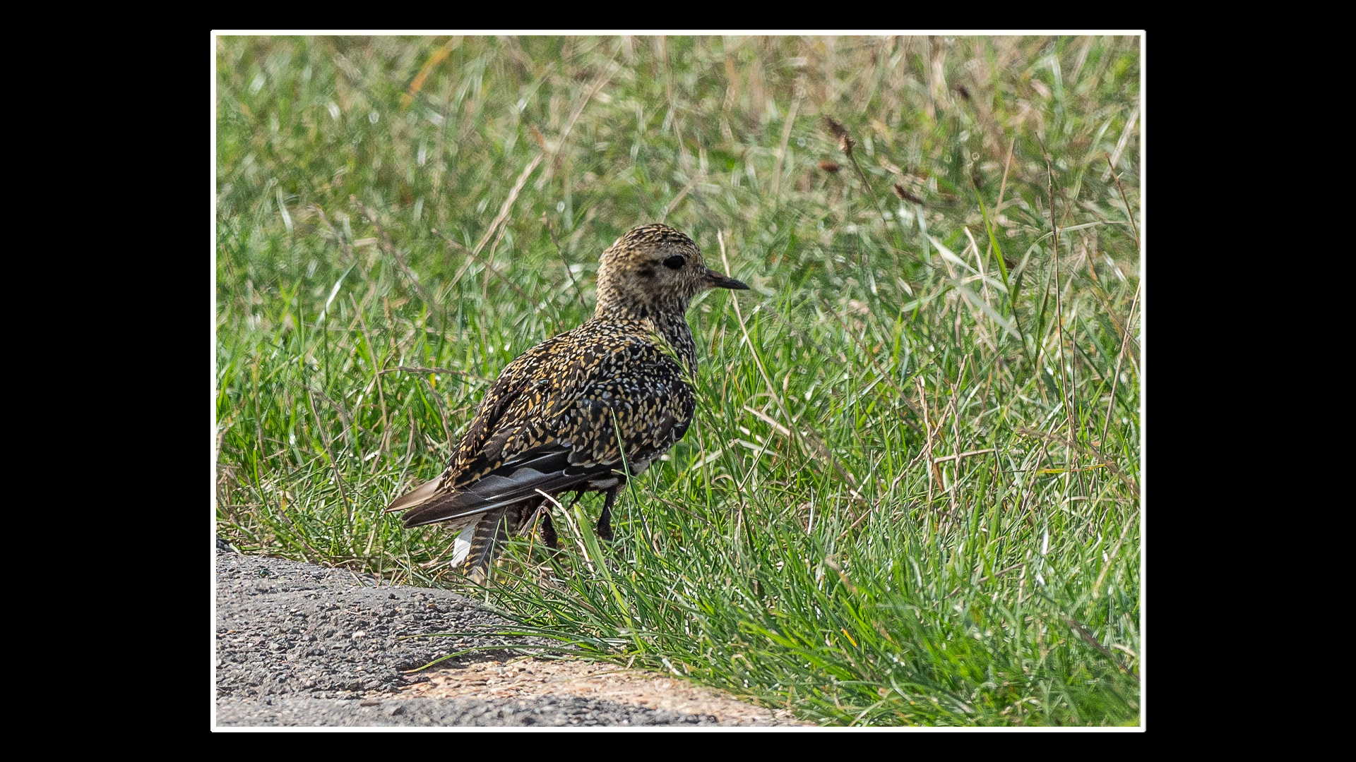 Golden Plover