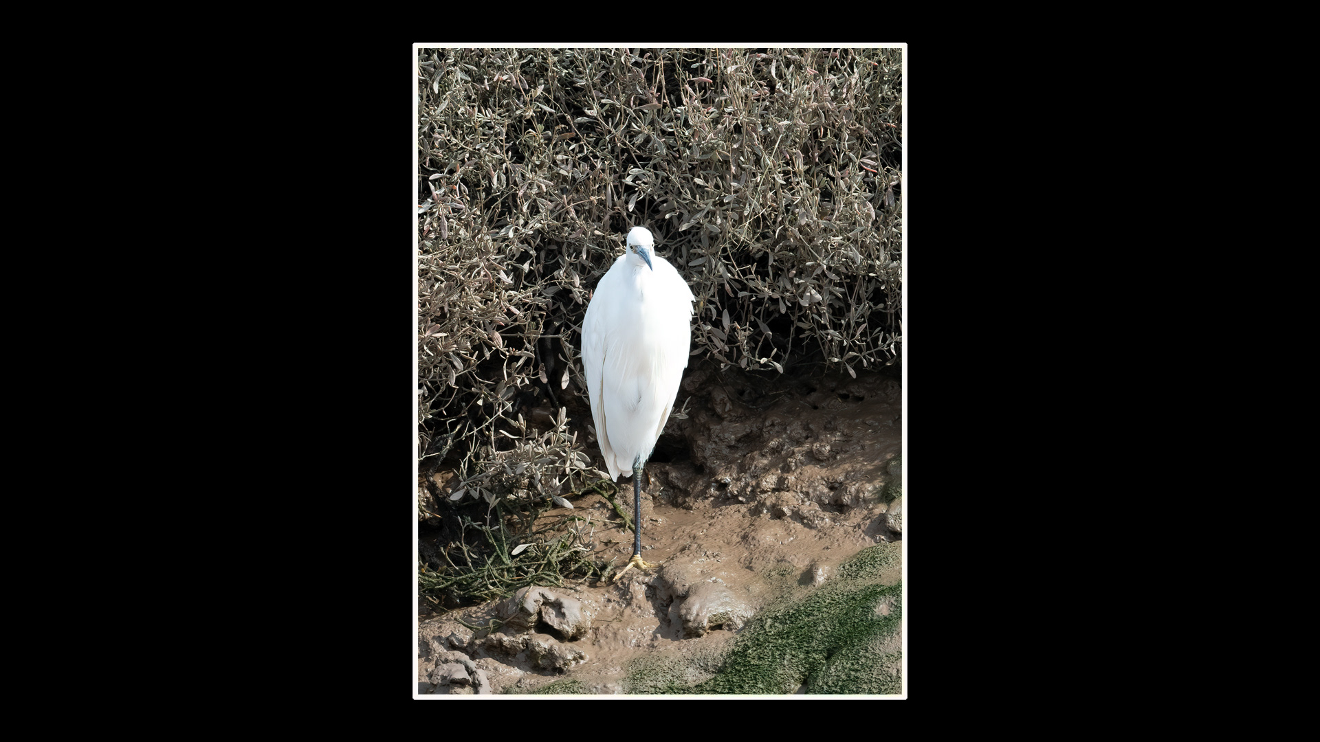 Little Egret