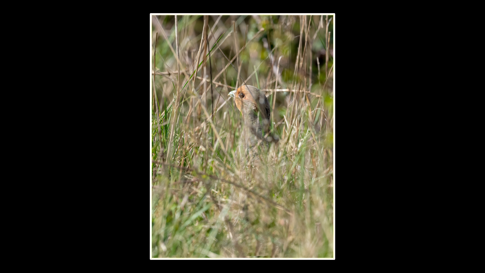 Grey Partridge
