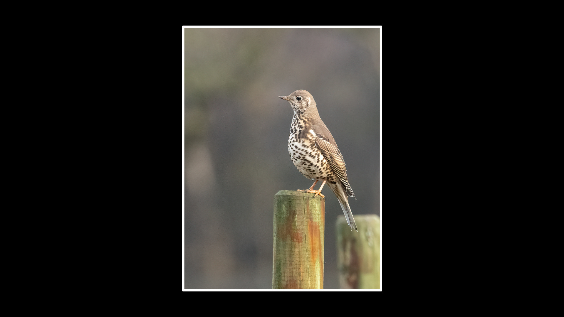 Mistle Thrush