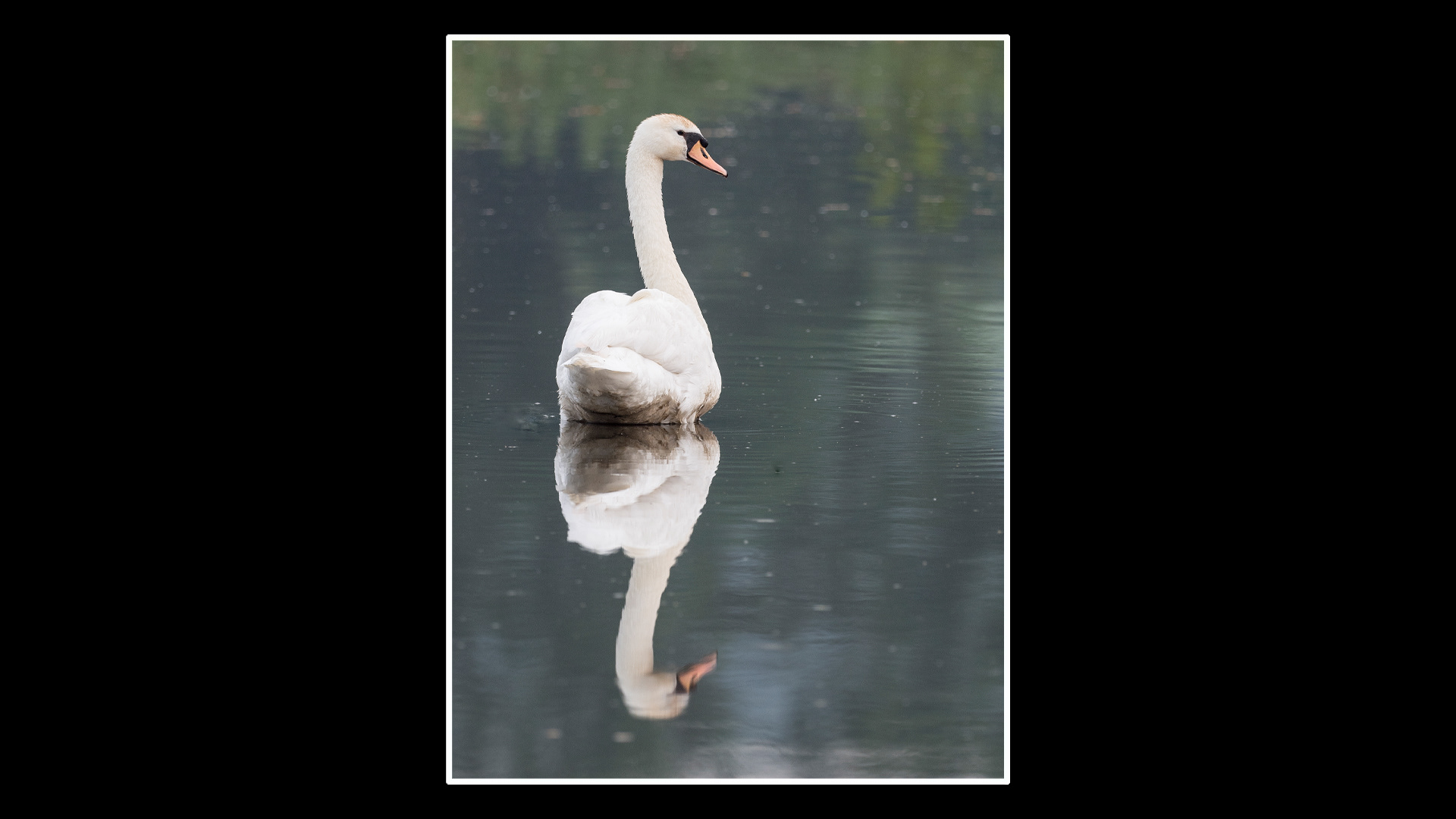 Mute Swan