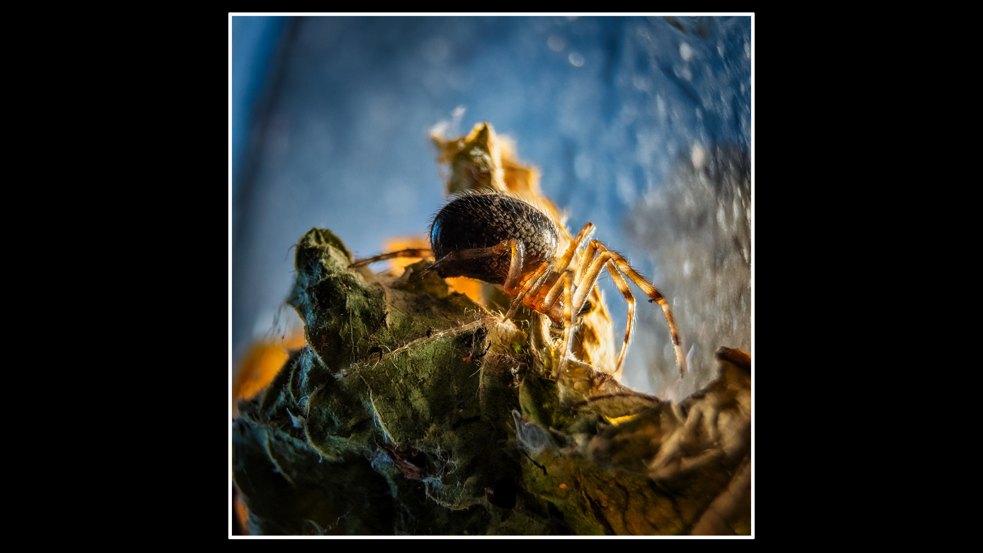 Spider