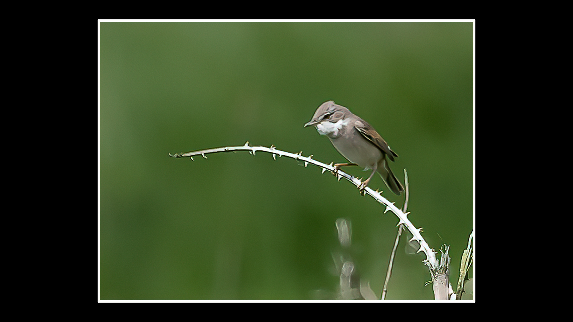 Whitethroat