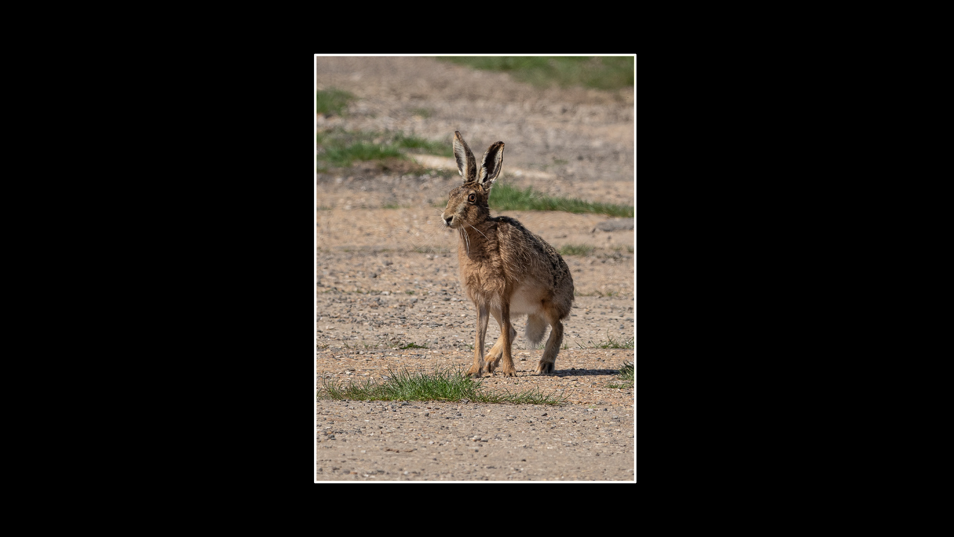 Brown Hare