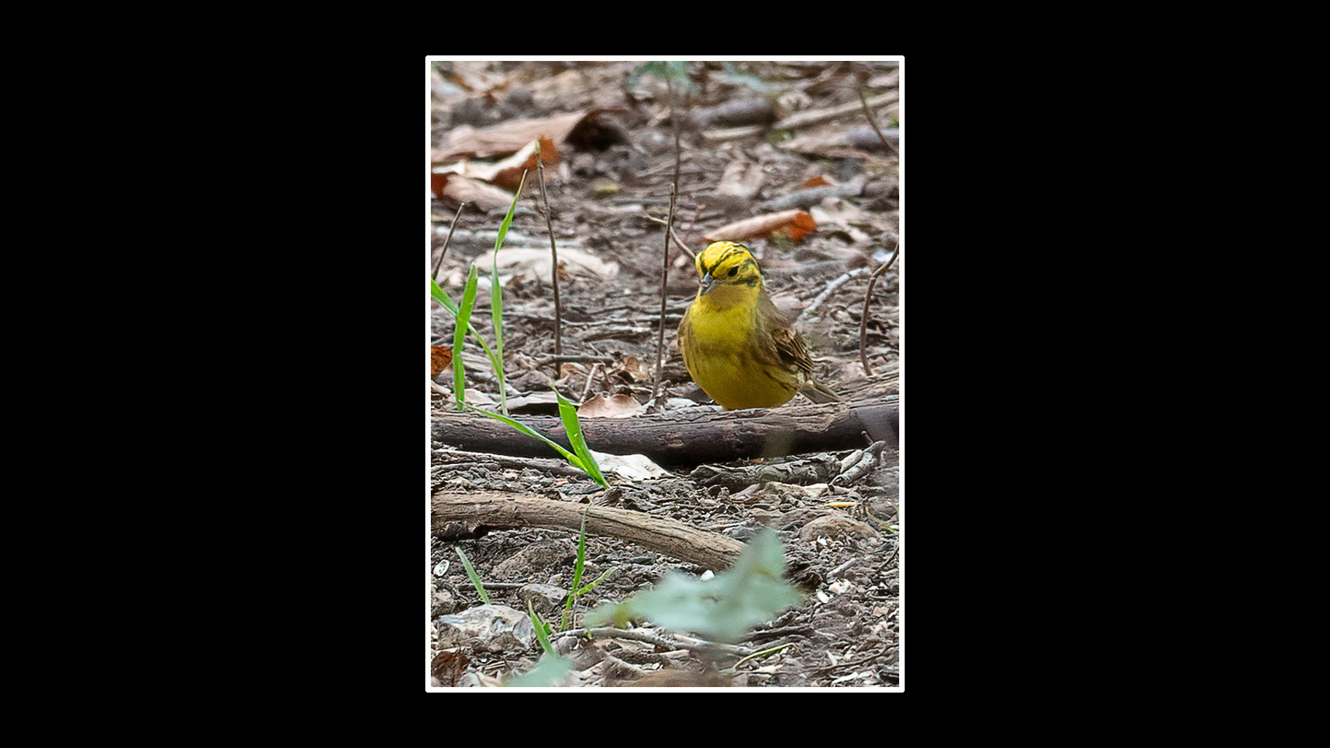 Yellowhammer