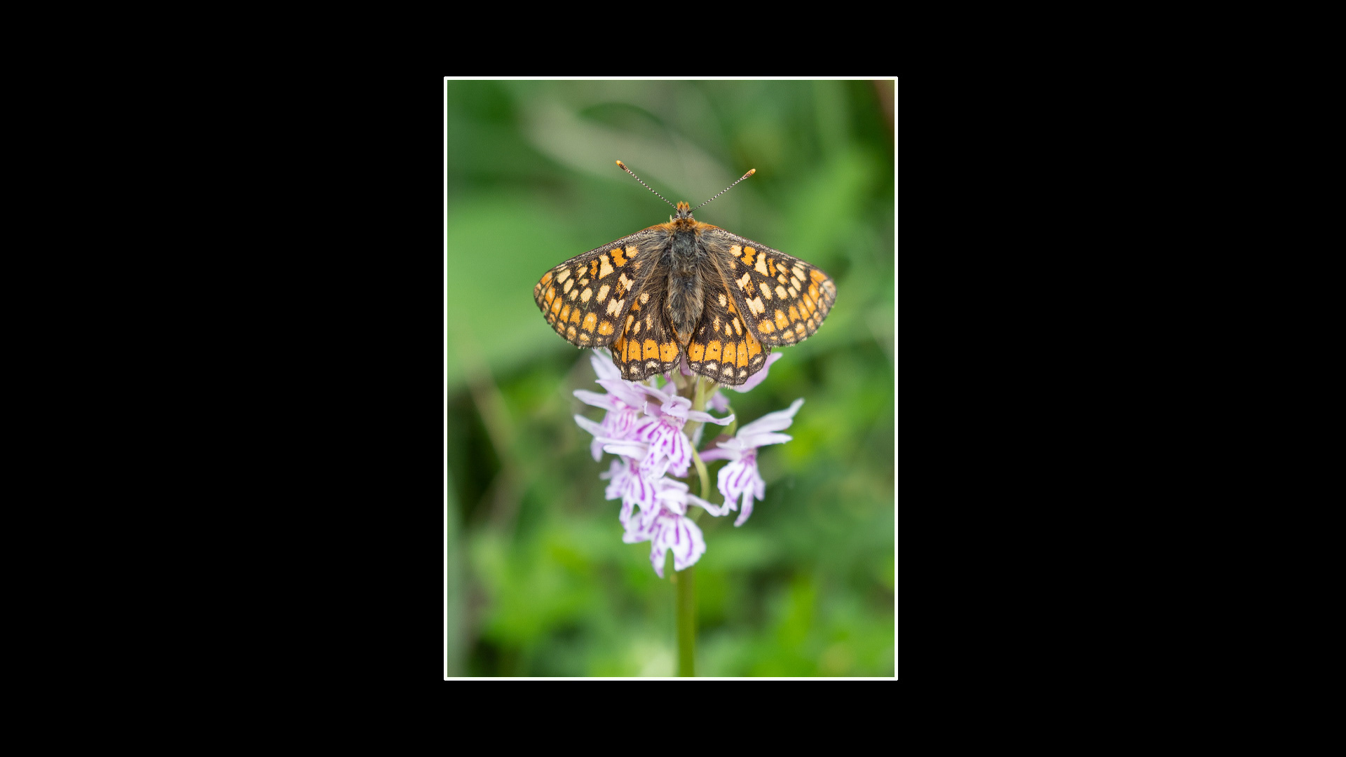 Marsh Fritillary