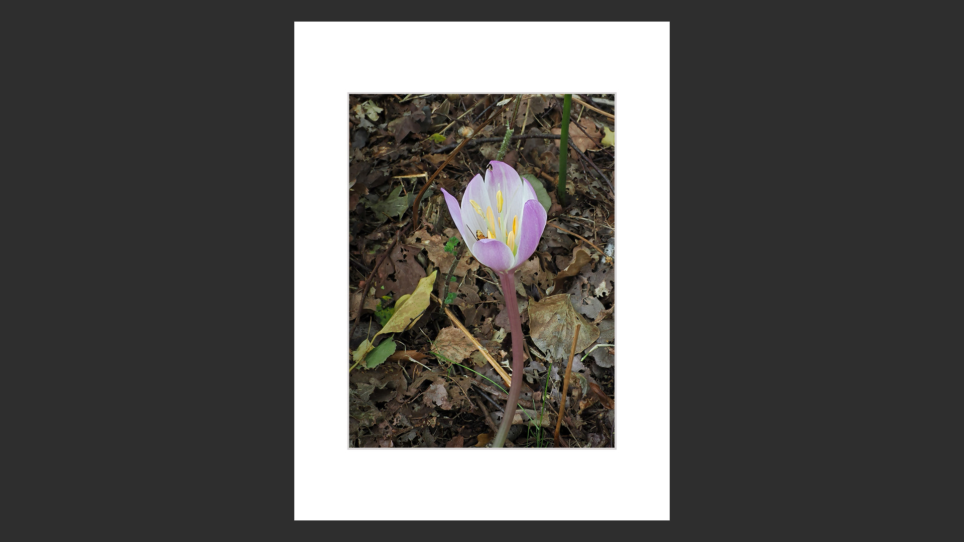 Woodland Crocus