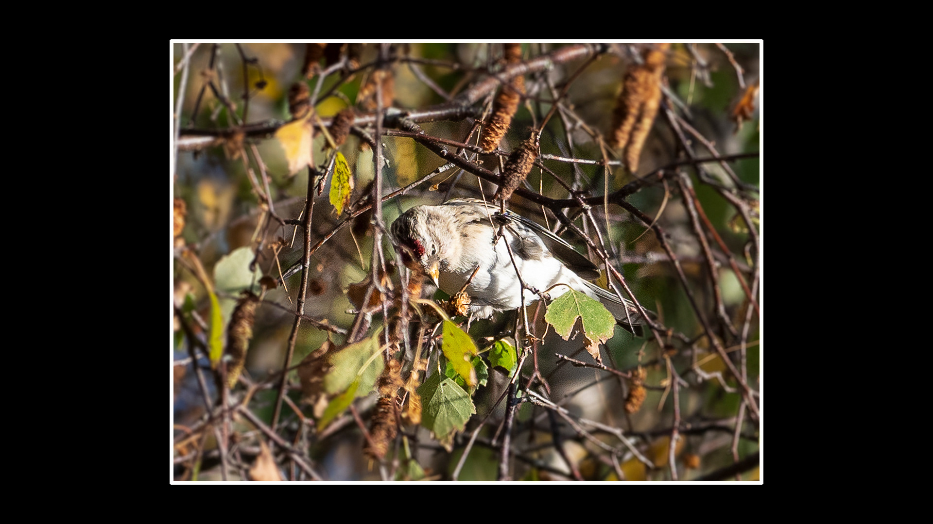 Coue's Arctic Redpol