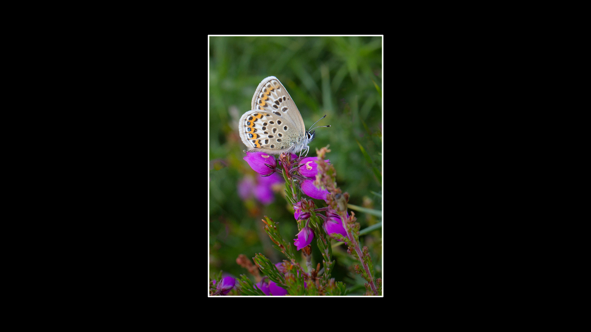Silver-studded Blue