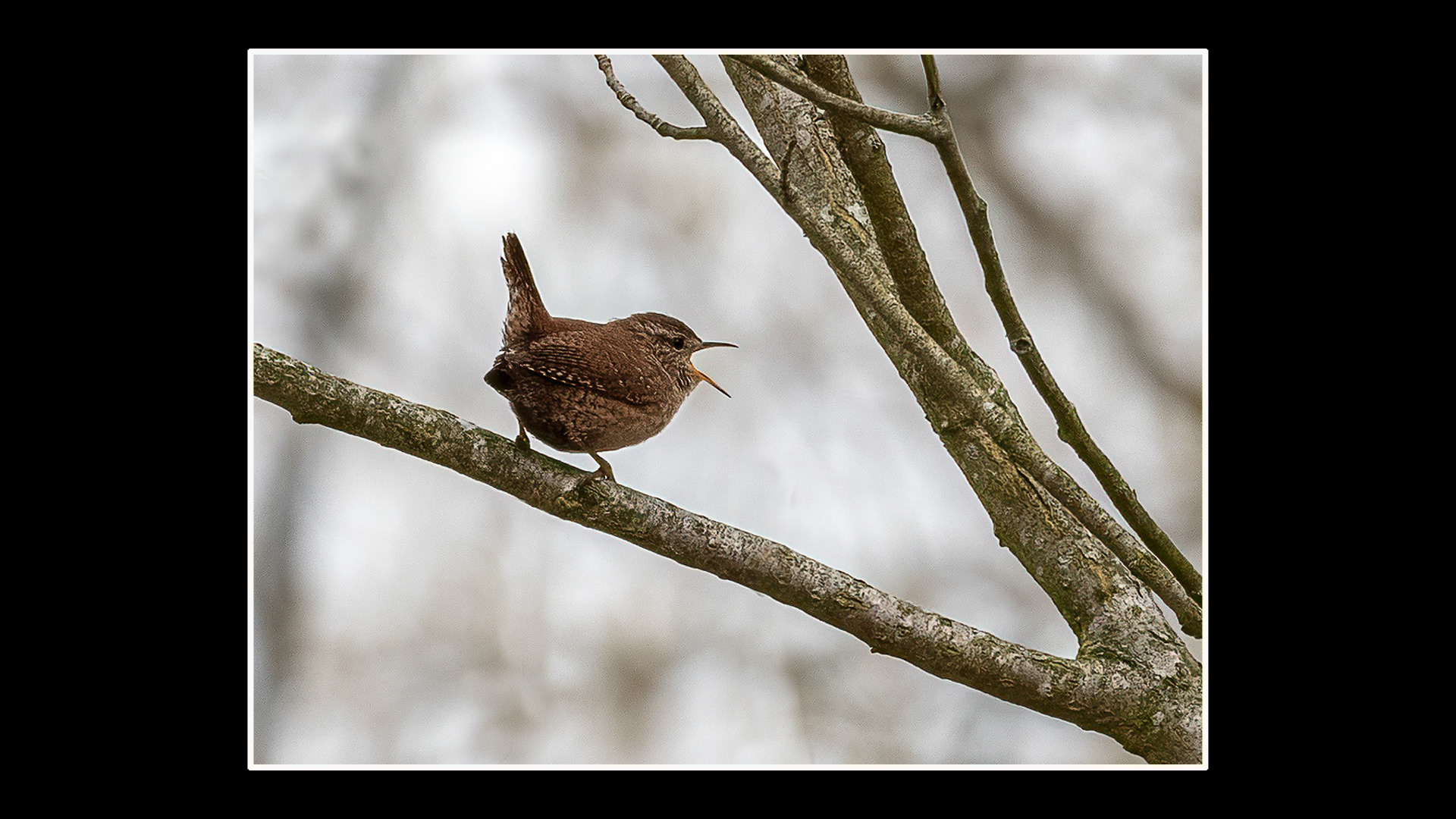 Wren