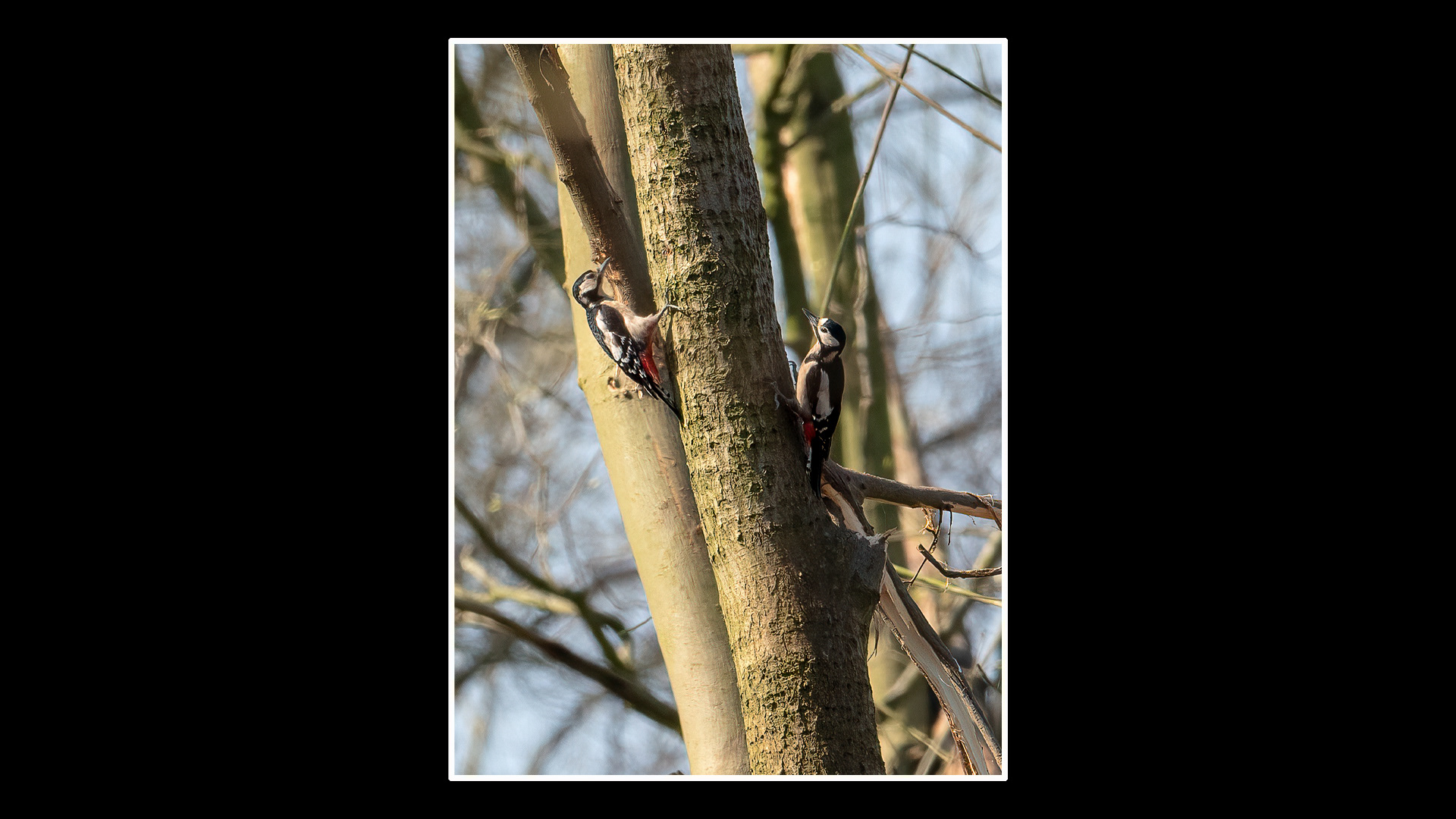 Great Spotted Woodpecker