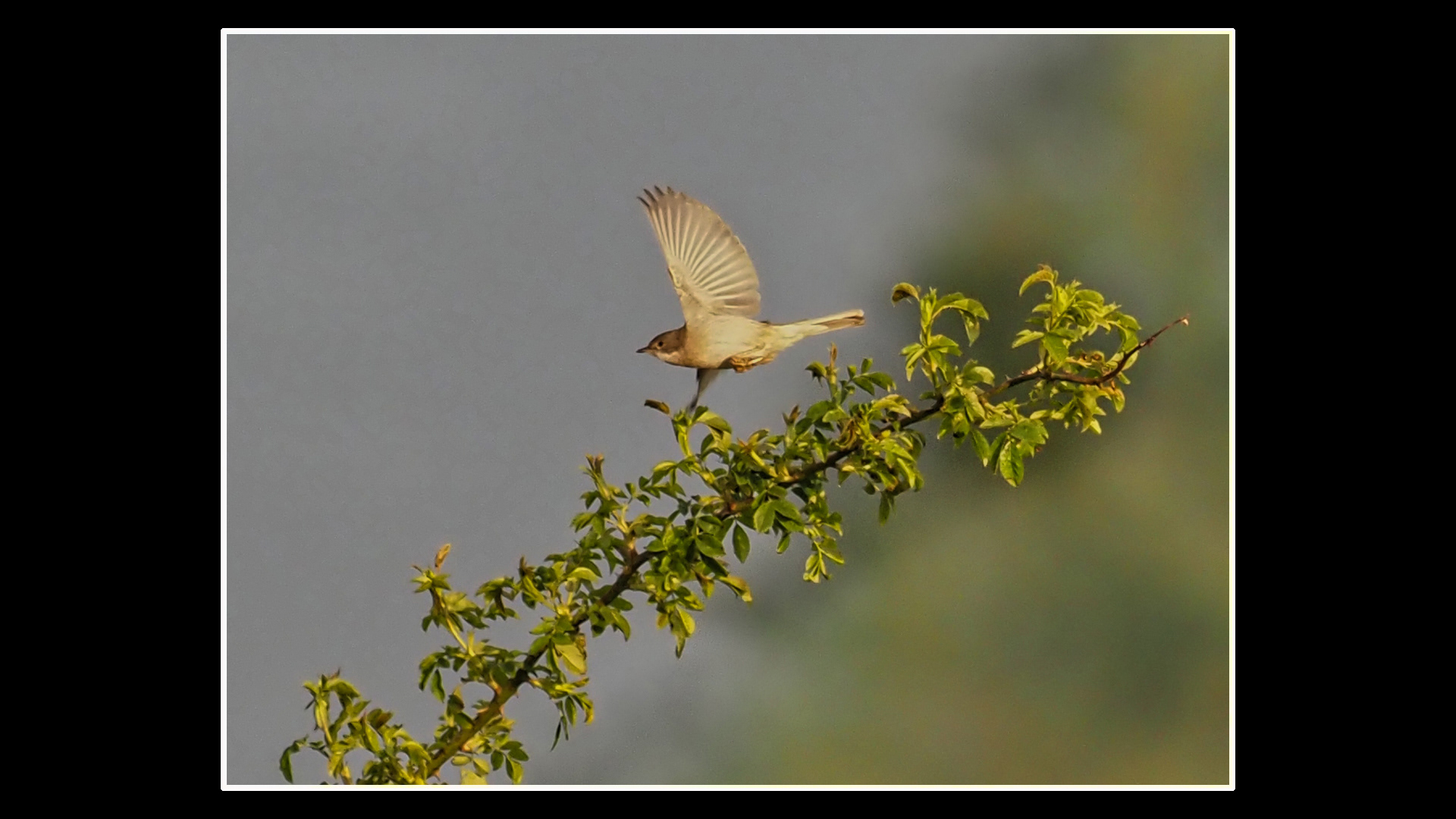 Whitethroat