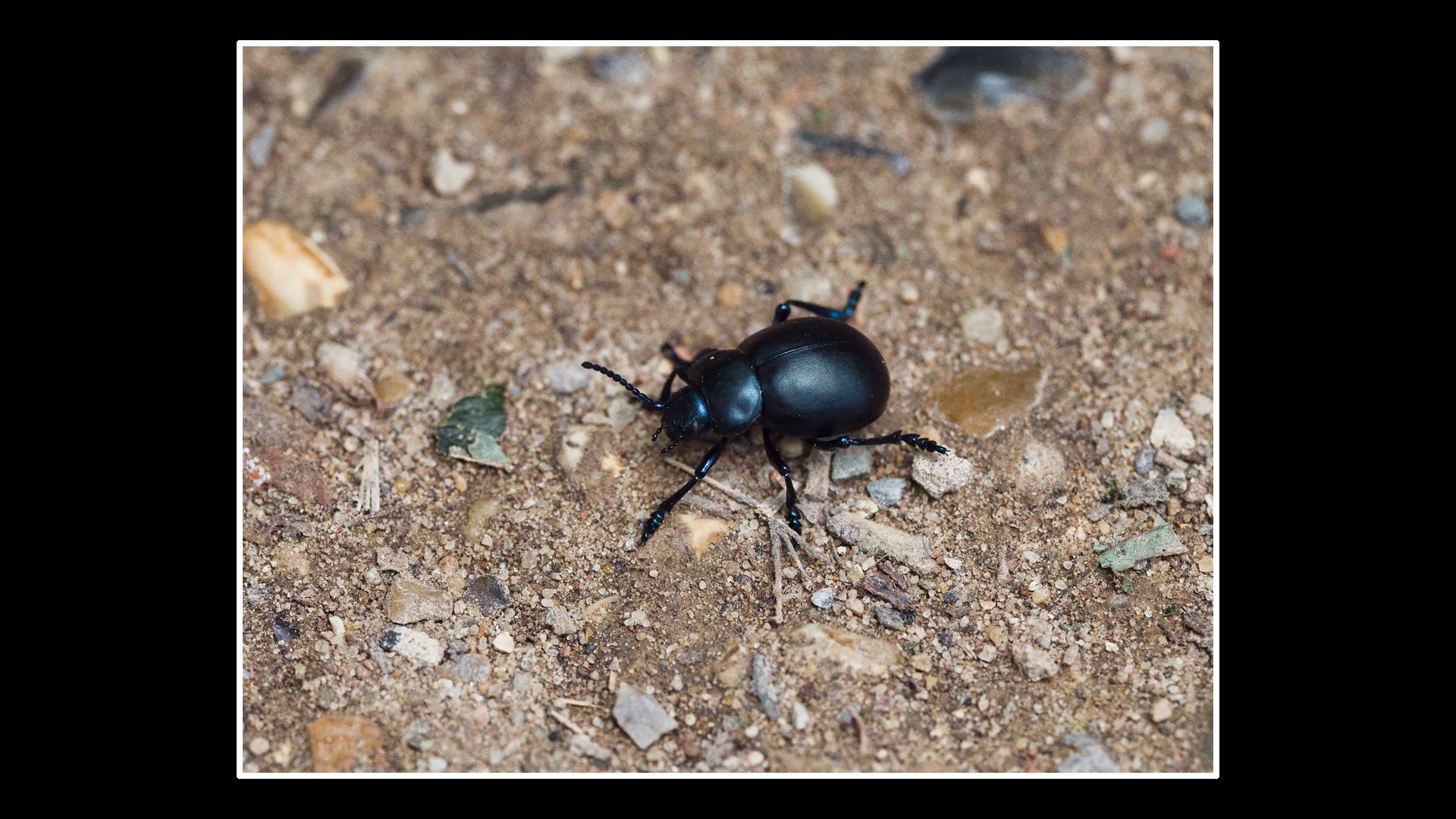 Bloody-nosed Beetle