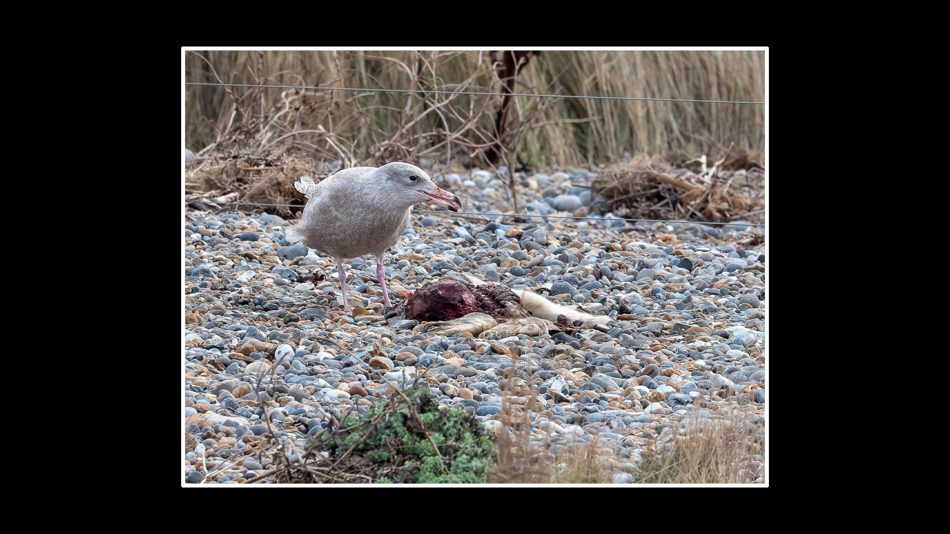 Glaucous Gull