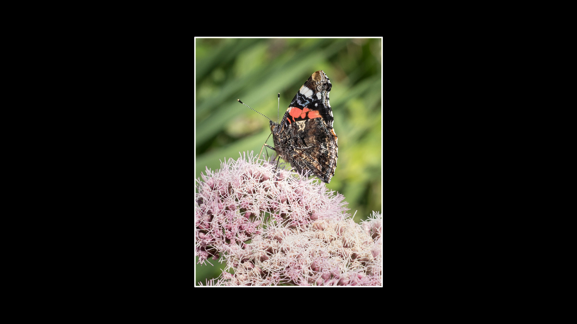 Red Admiral