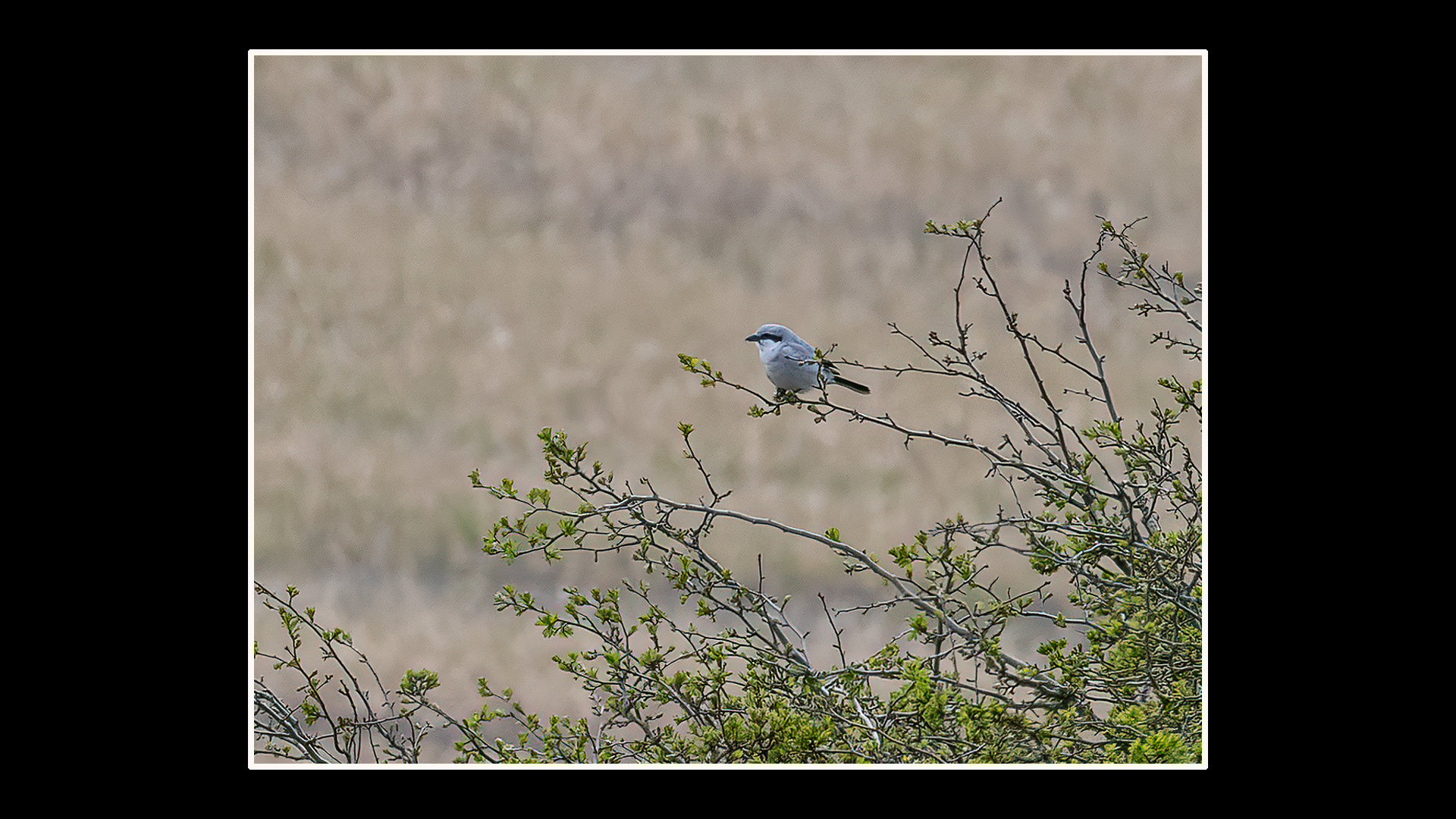 Great Grey Shrike