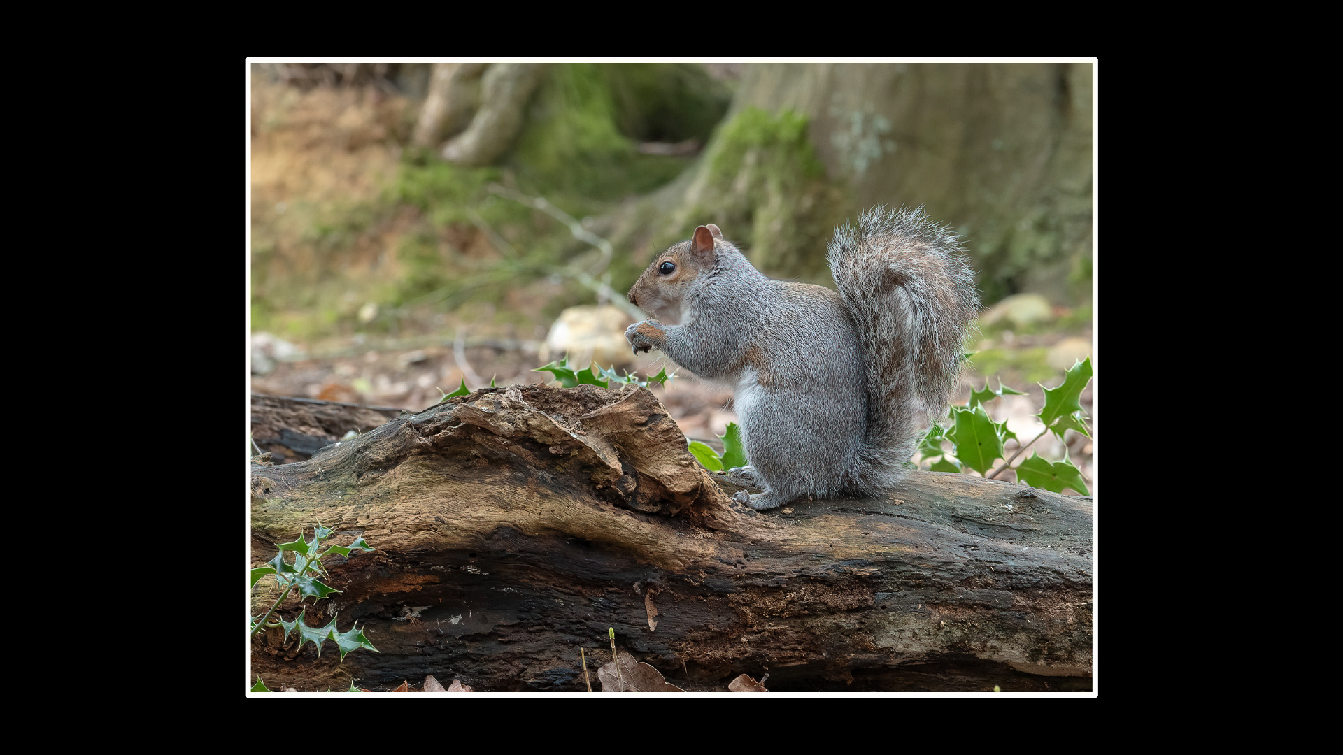 Grey Squirrel