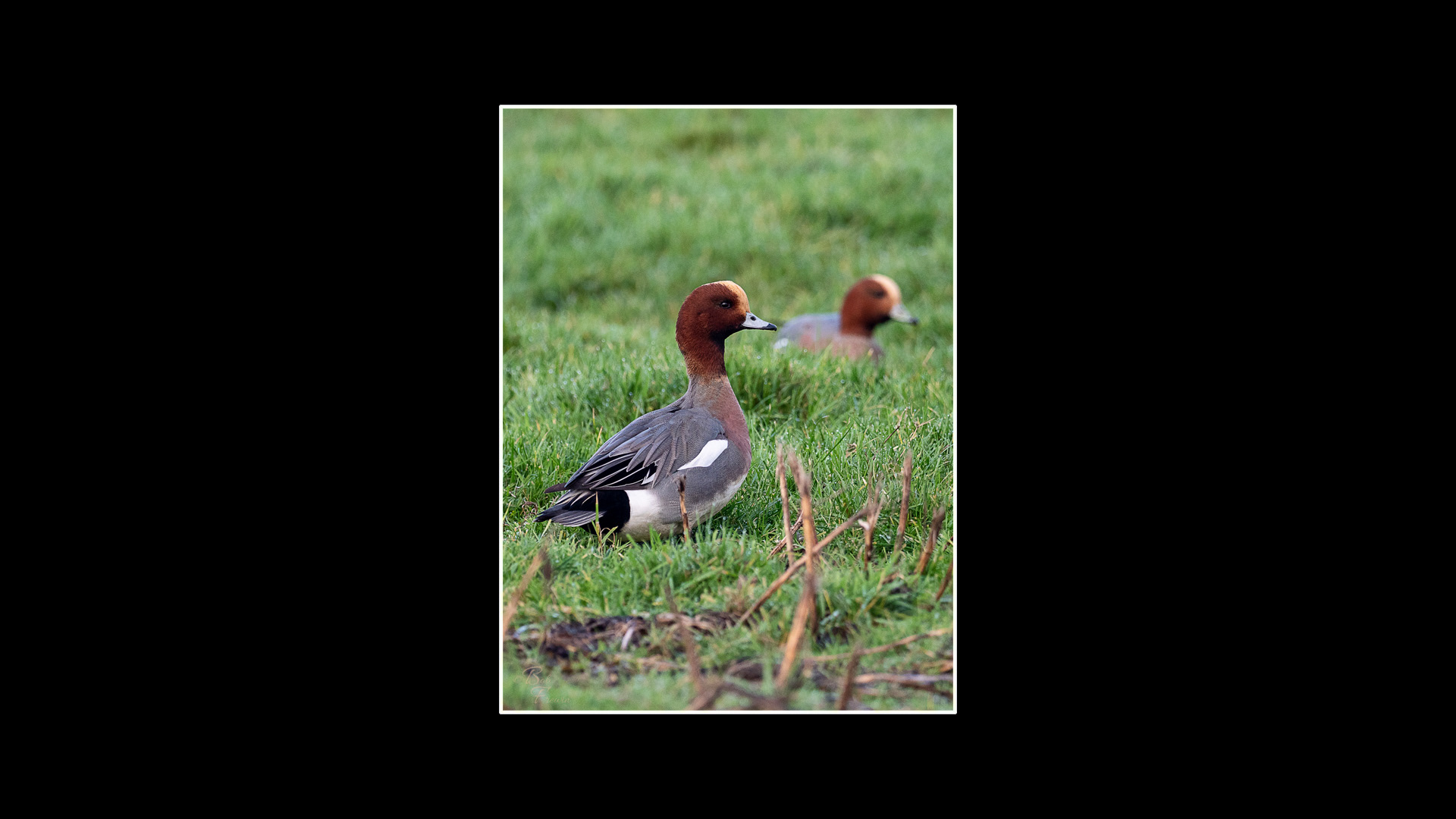 Wigeon