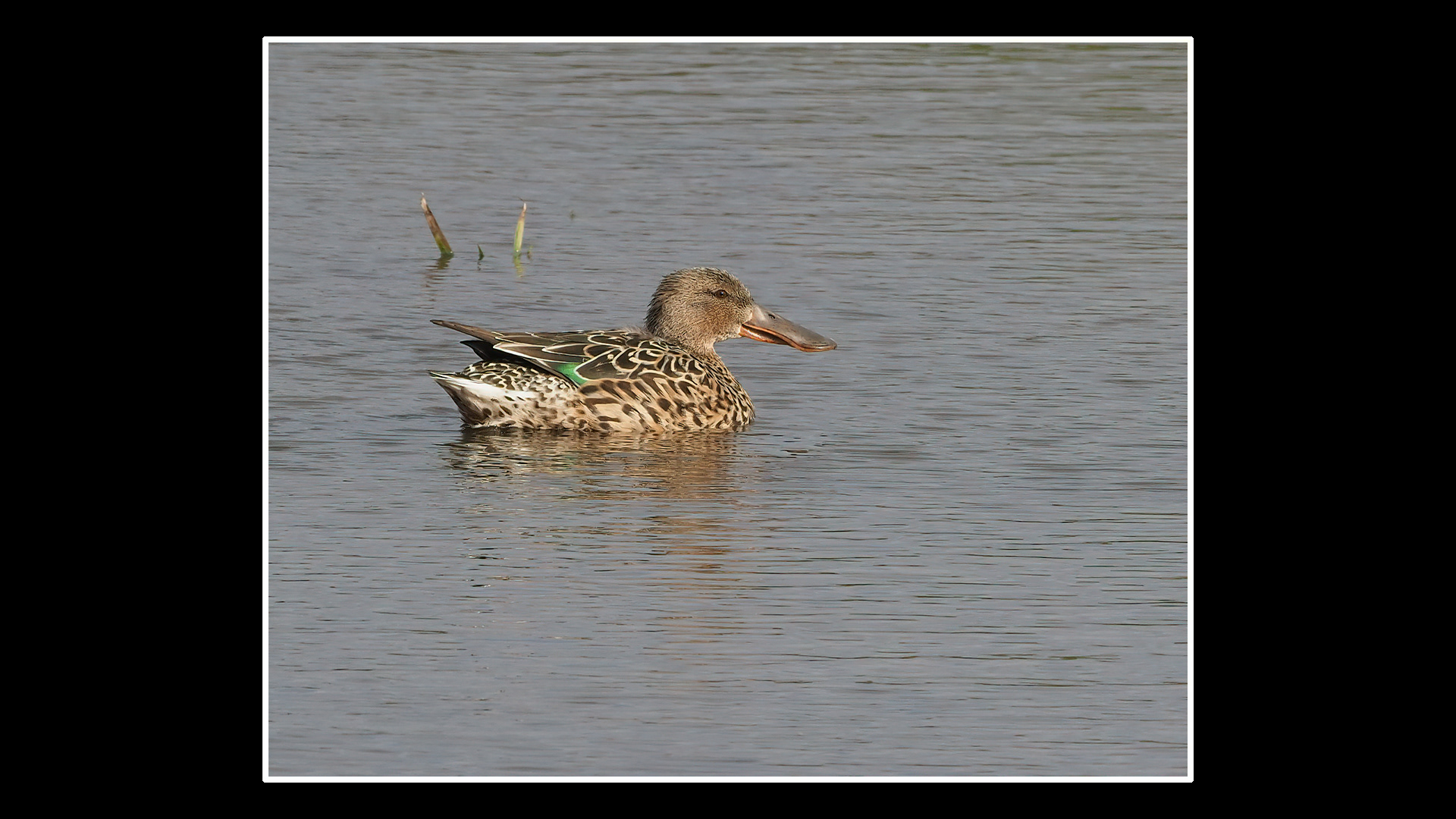 Shoveler
