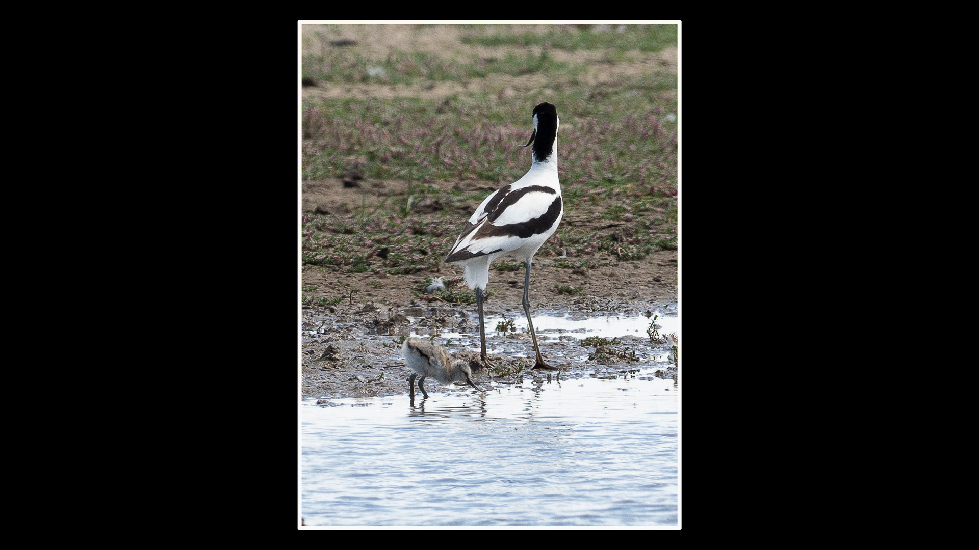 Avocet