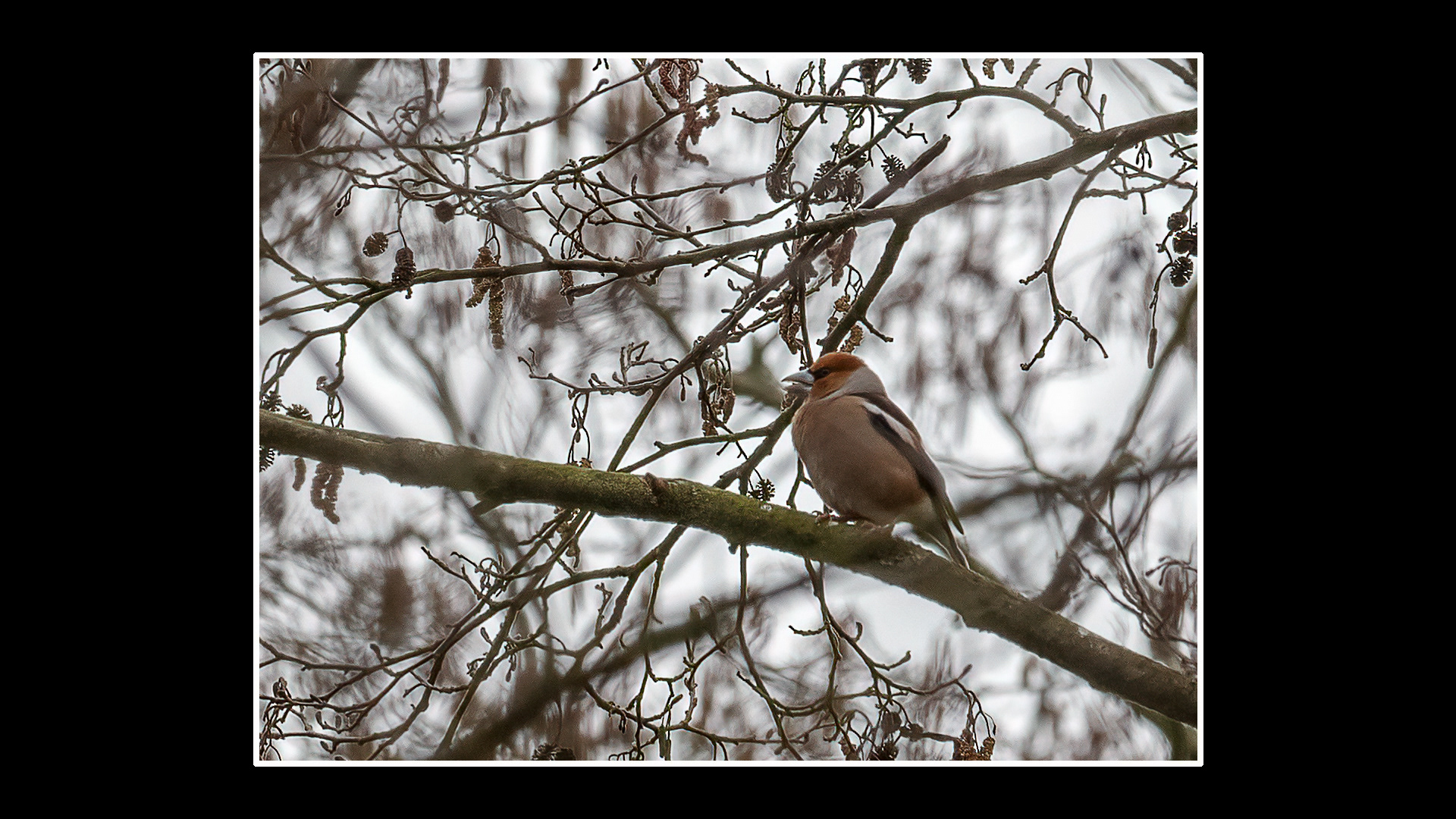 Hawfinch