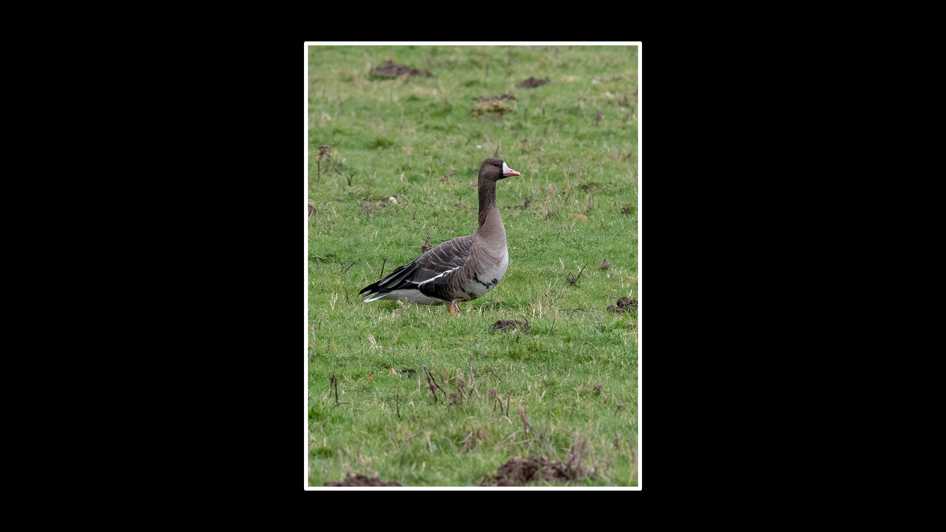 White-fronted Goose