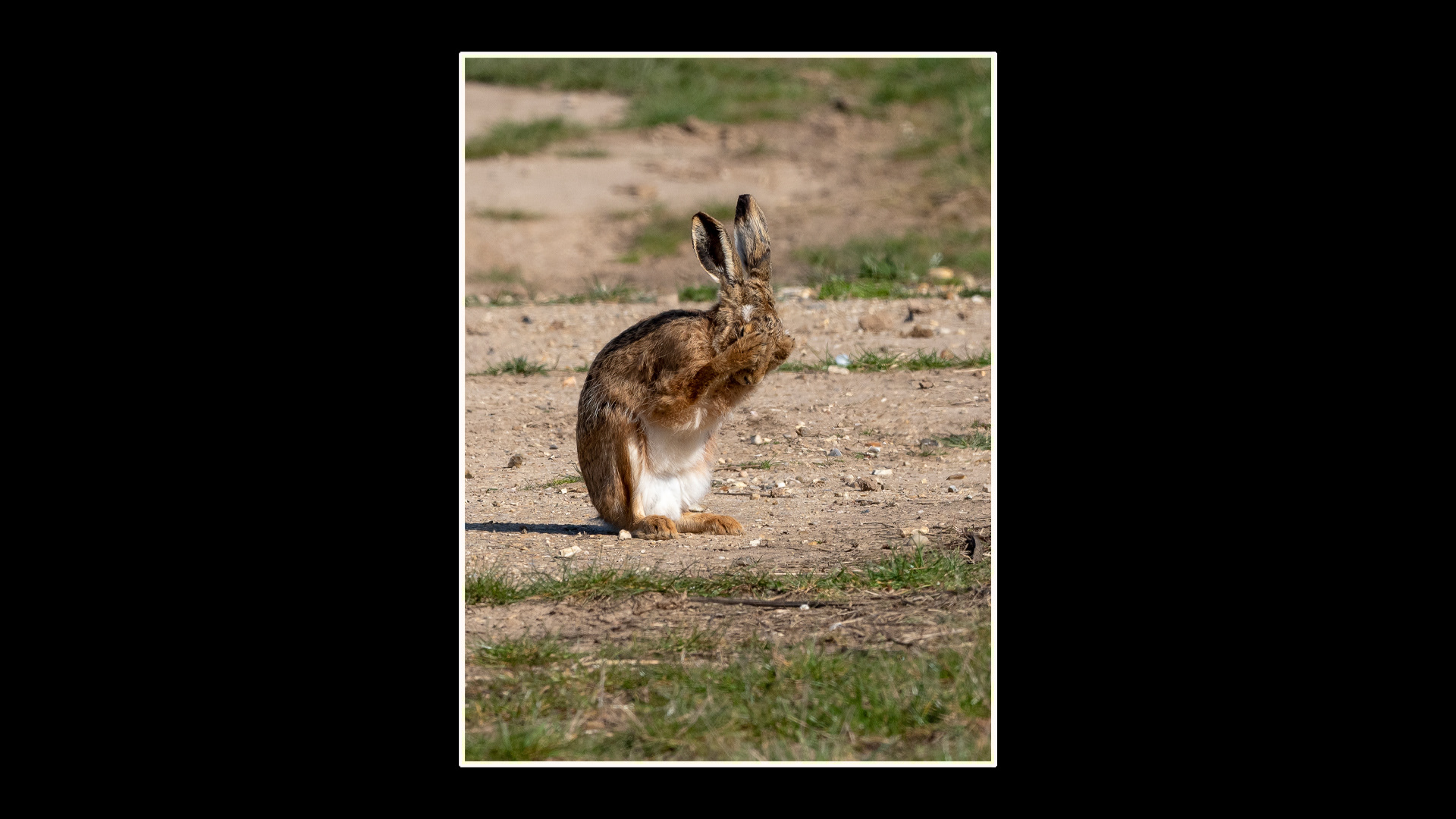 Brown Hare