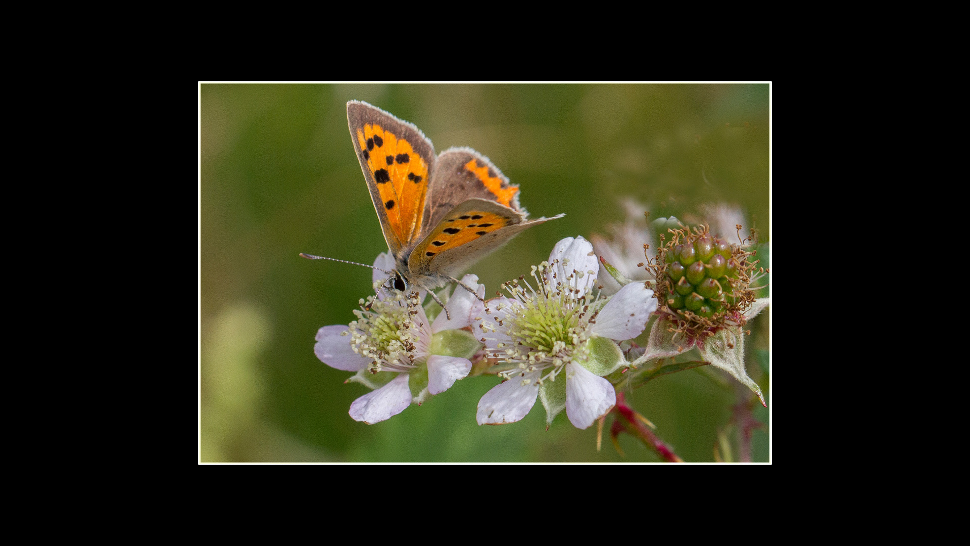 Small Copper