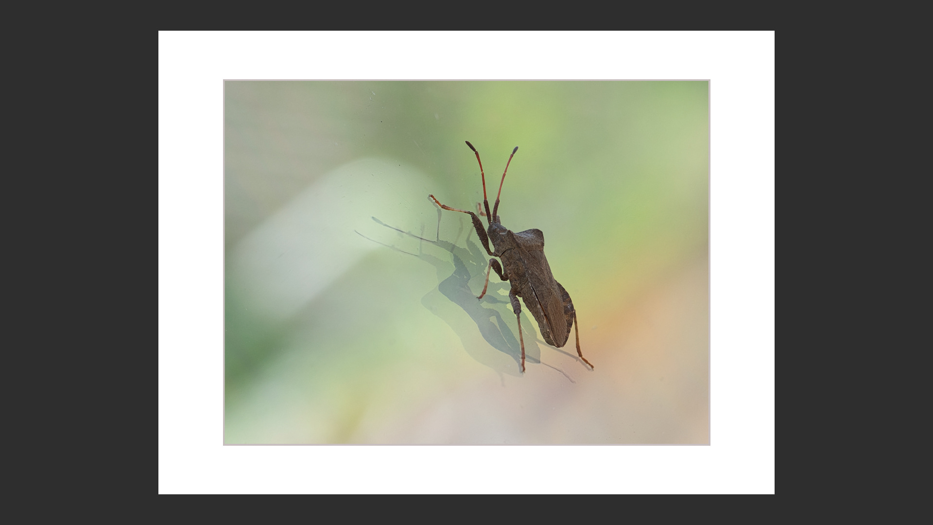 Dock Bug