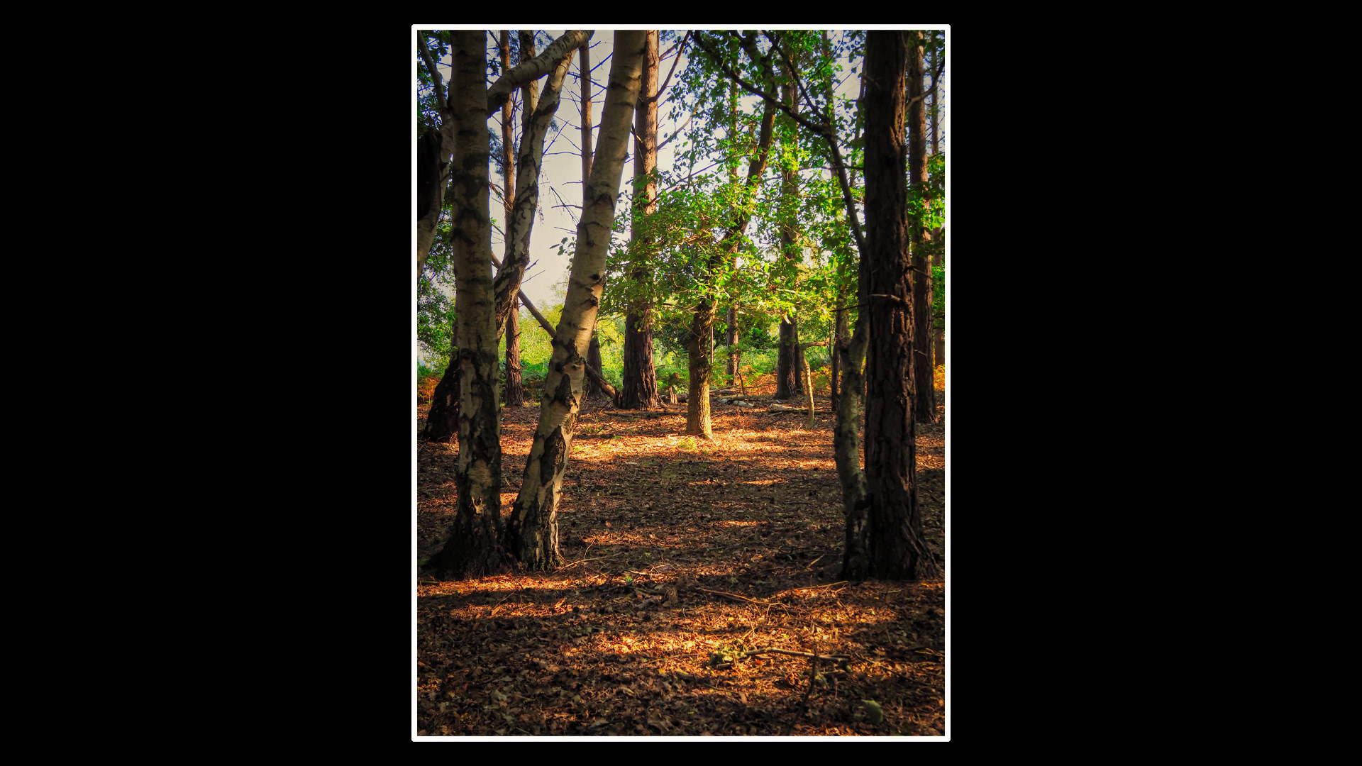 Wolferton 2