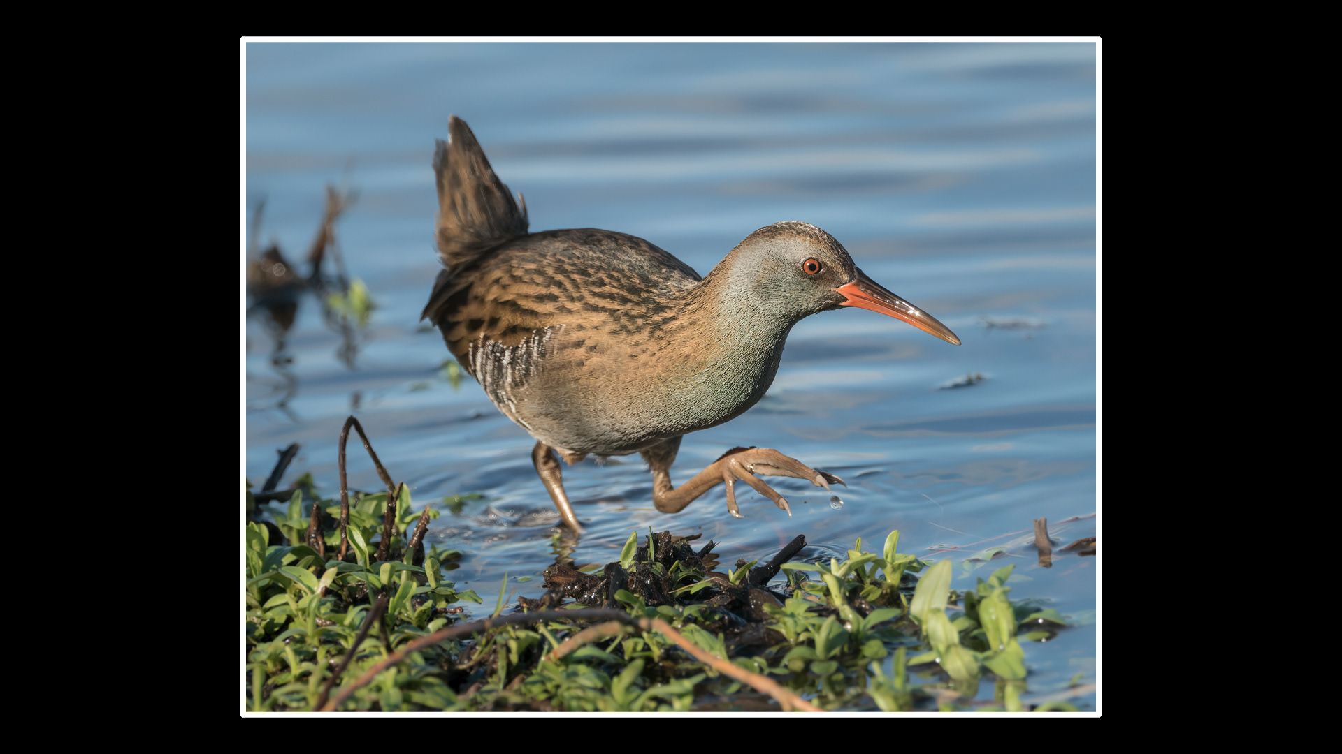 Water Rail