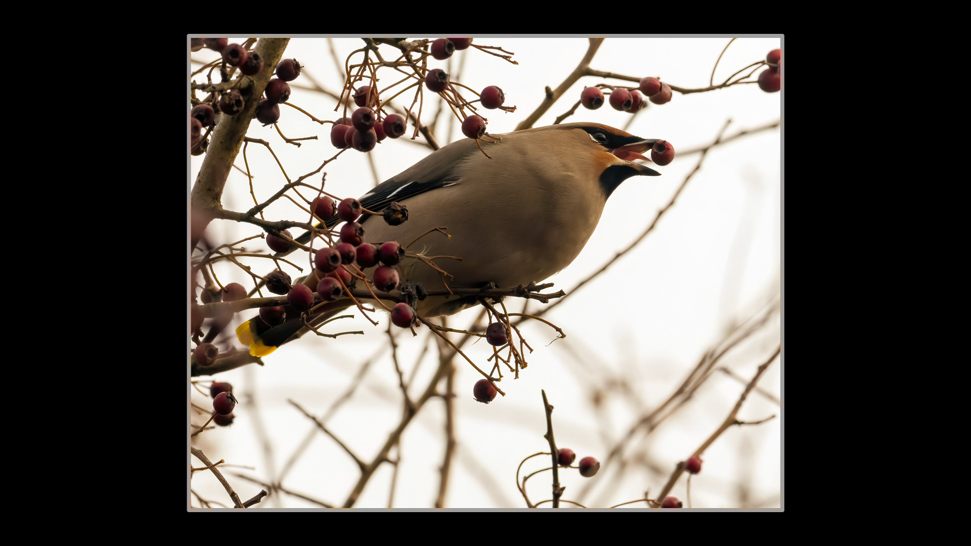 Waxwing