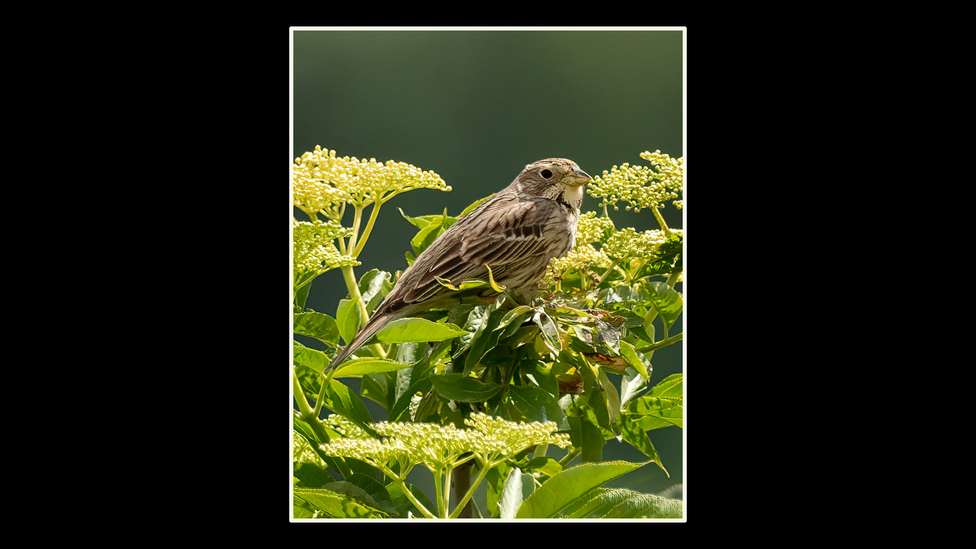 Corn Bunting
