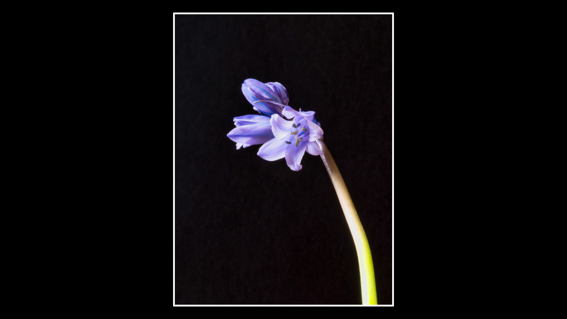 Bluebell